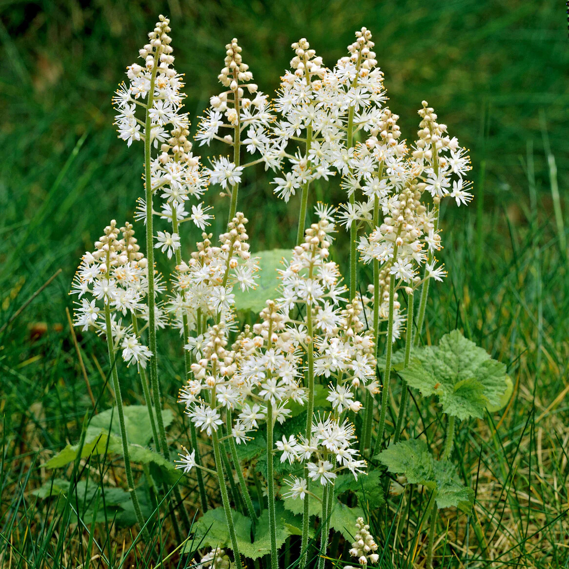 Tiarelle cordifoliée - Image 2