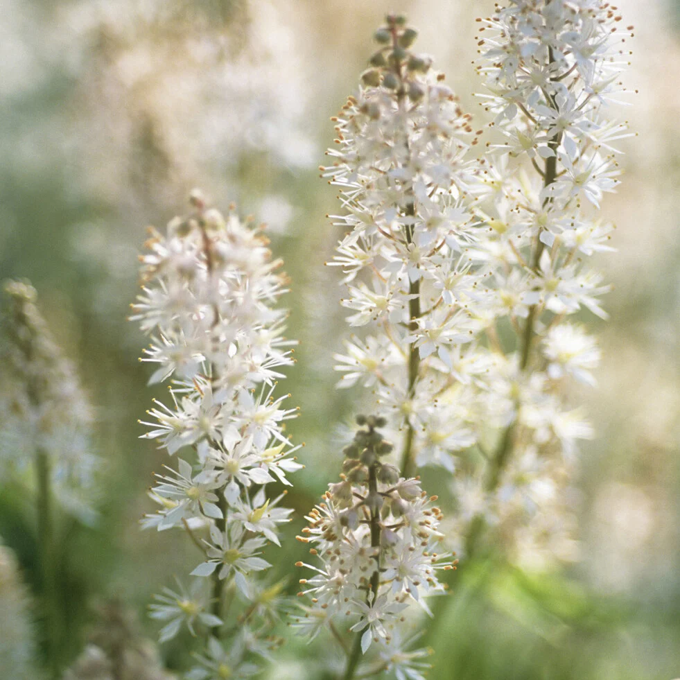 Tiarelle cordifoliée - Image 3