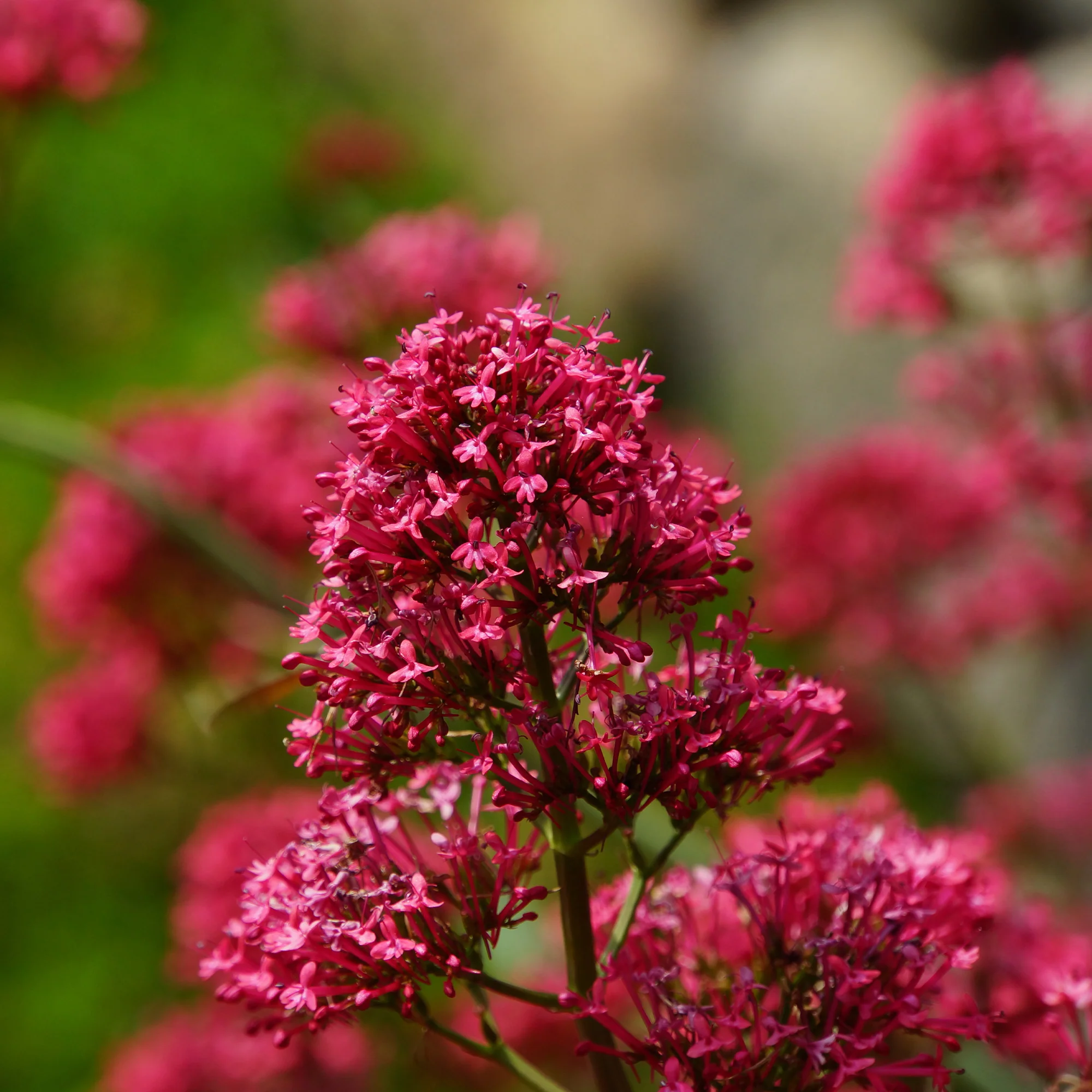 3 Valérianes rouges - Image 2