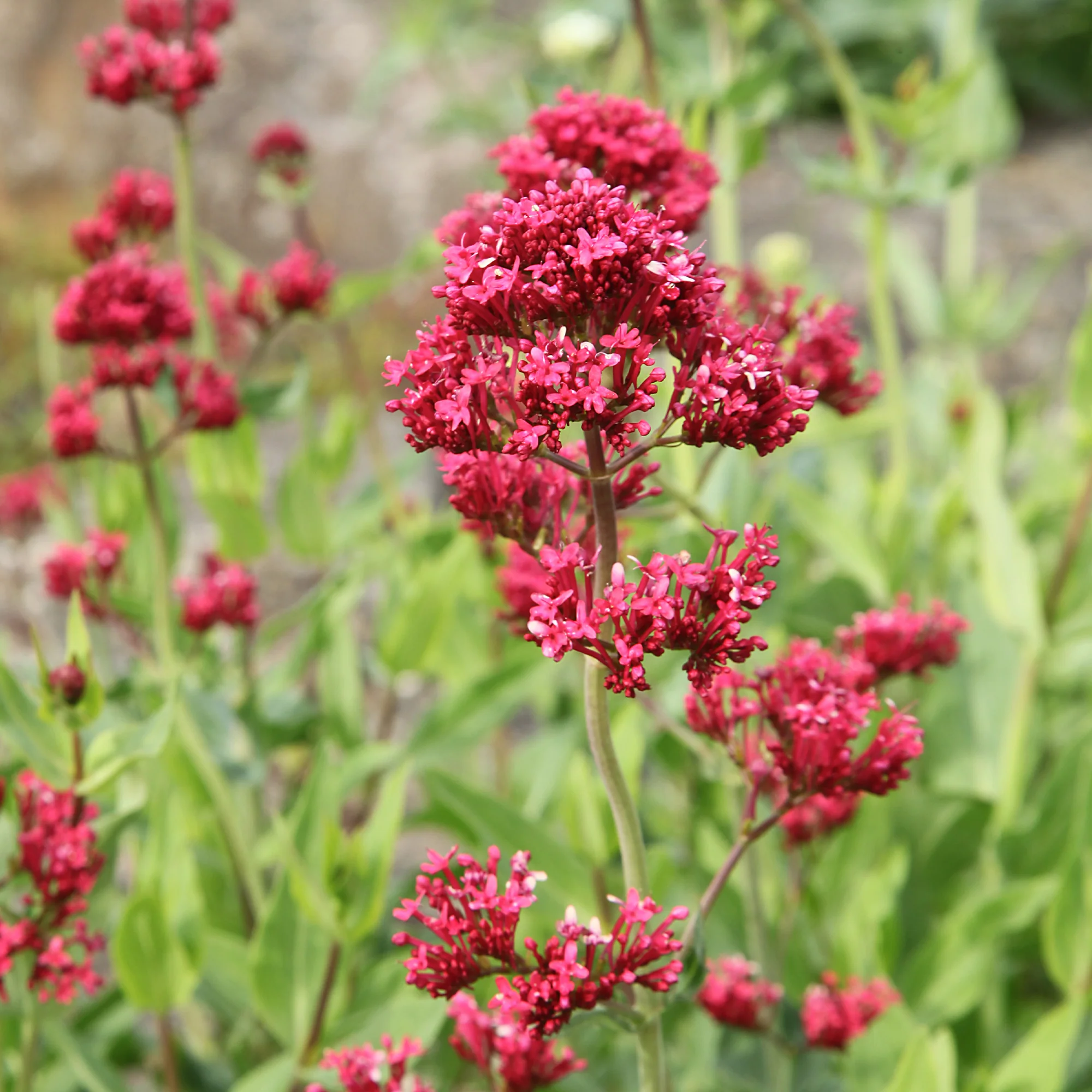 3 Valérianes rouges - Image 3