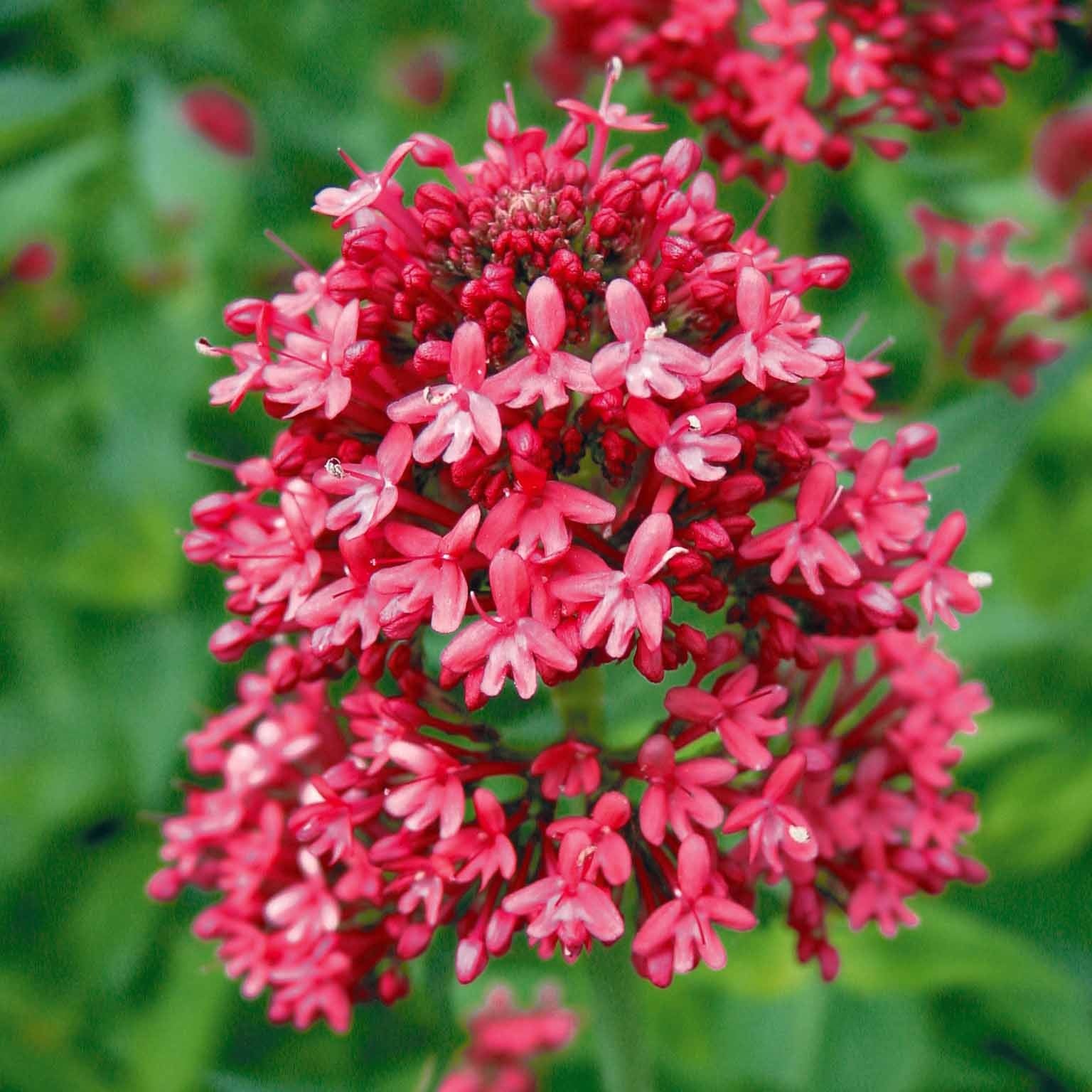 3 Valérianes rouges - Image 5