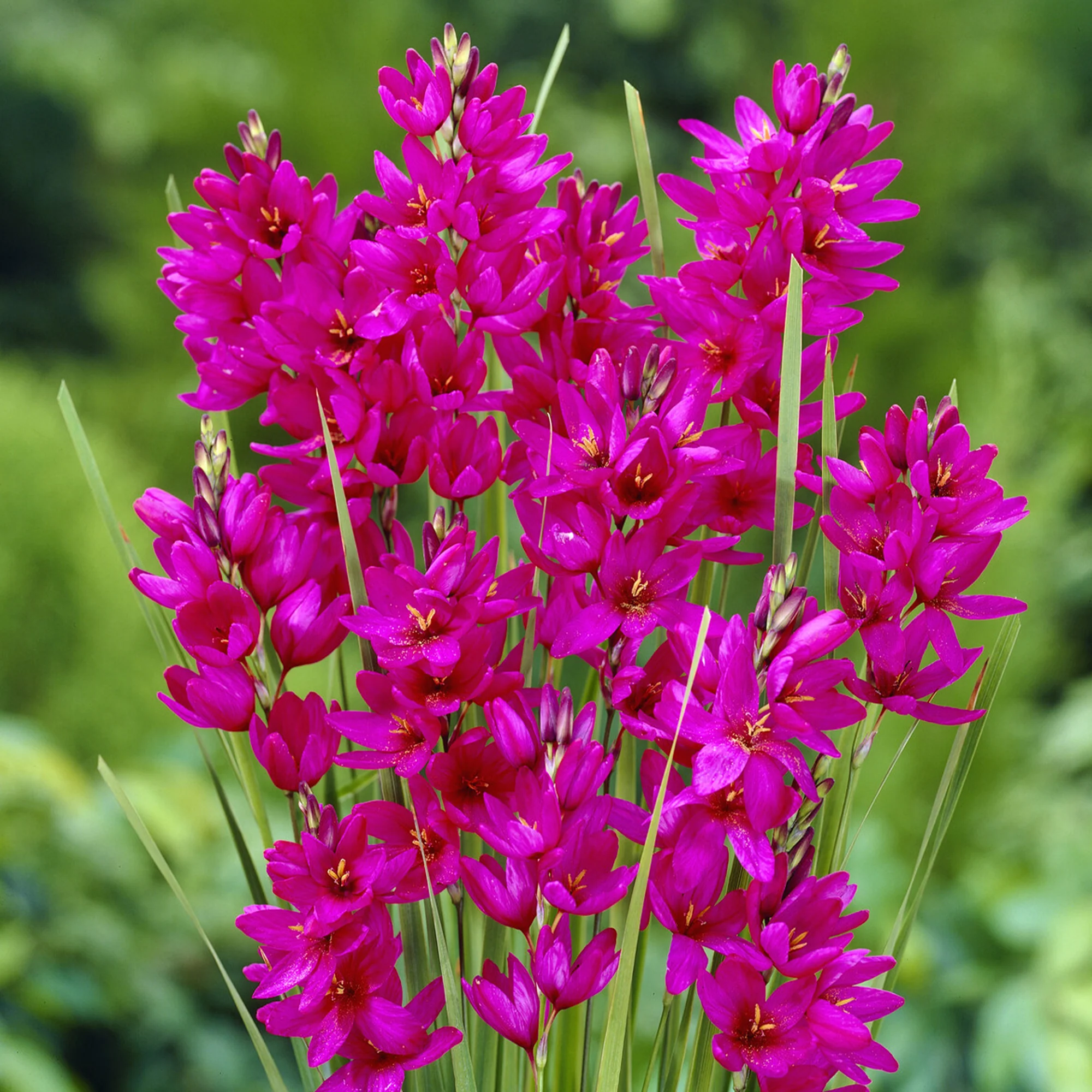 30 Lis des blés - Ixia Mabel