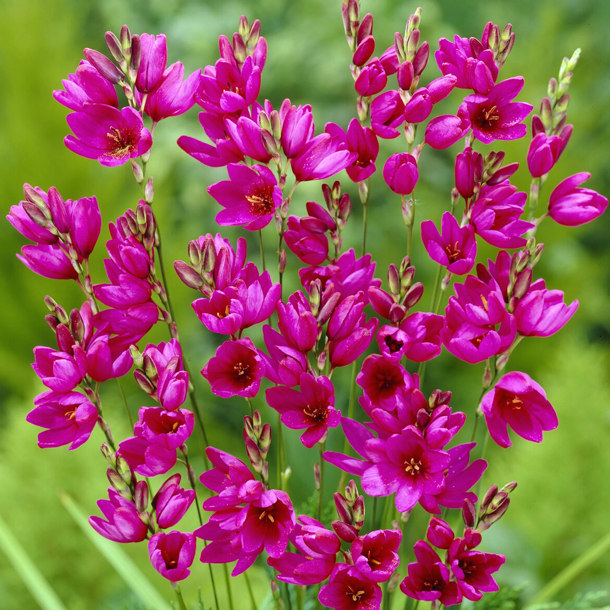 30 Lis des blés - Ixia Mabel - Image 2