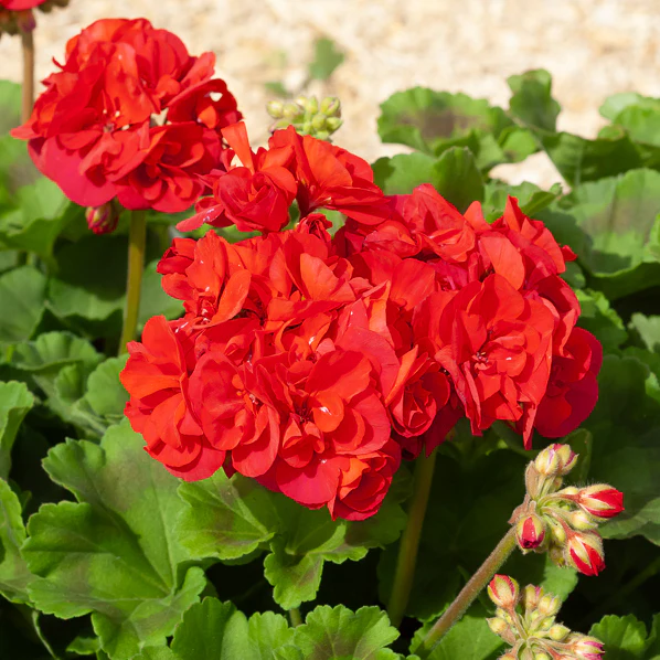 3 Géraniums à massifs rouges Toscana ® - Image 3