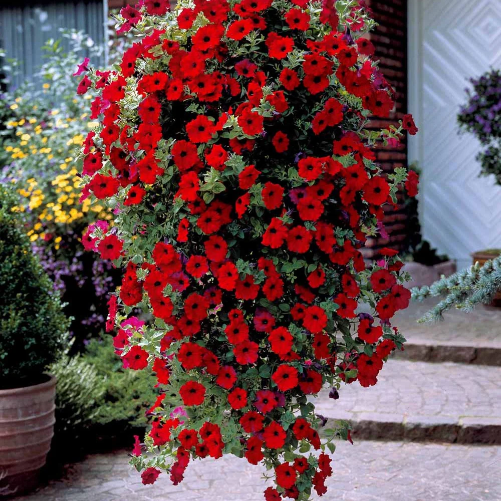 3 Pétunias retombants rouges - Image 3