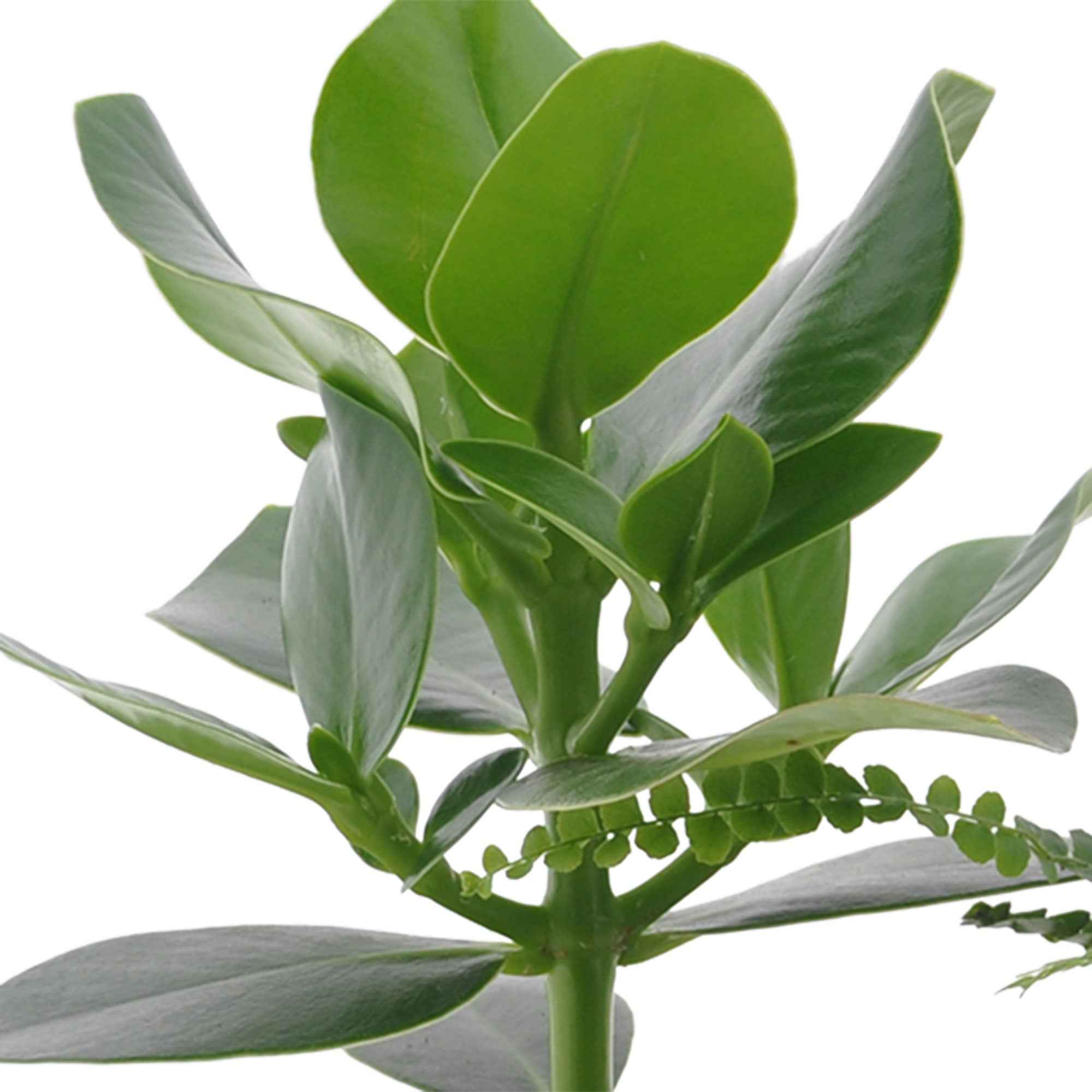 Collection de 3 plantes vertes pour petit espace - Image 3