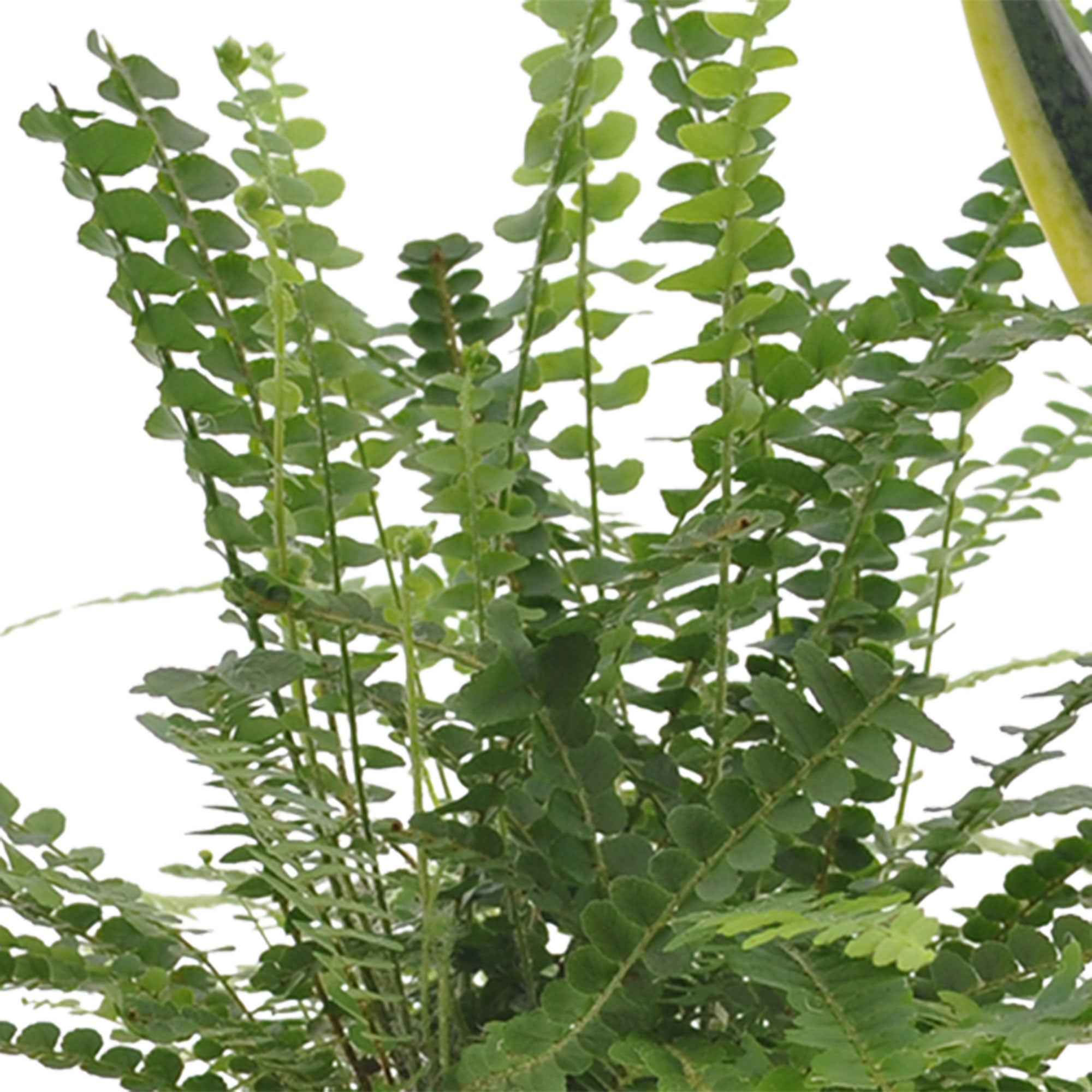 Collection de 3 plantes vertes pour petit espace - Image 4