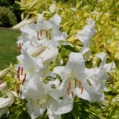 3 Lis orientaux Casa Blanca