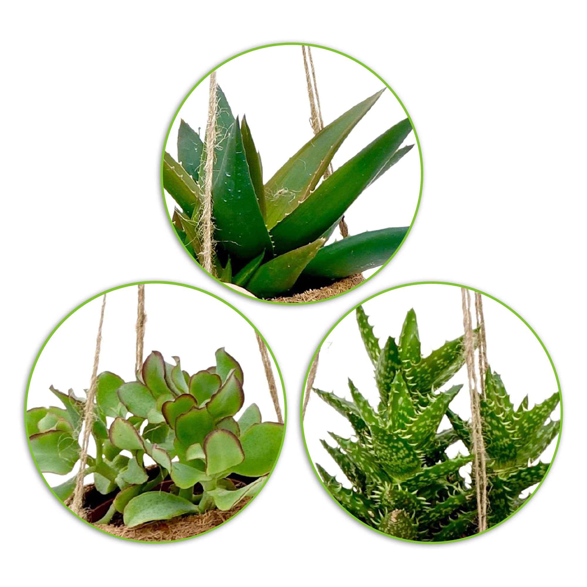 Collection de 4 succulentes et ses pots en fibre de noix de coco - Image 2