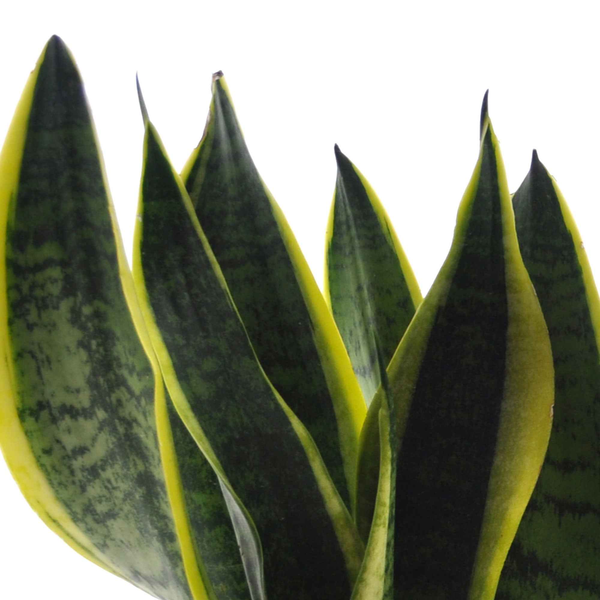 Collection de 4 plantes d'intérieur vertes - Image 3