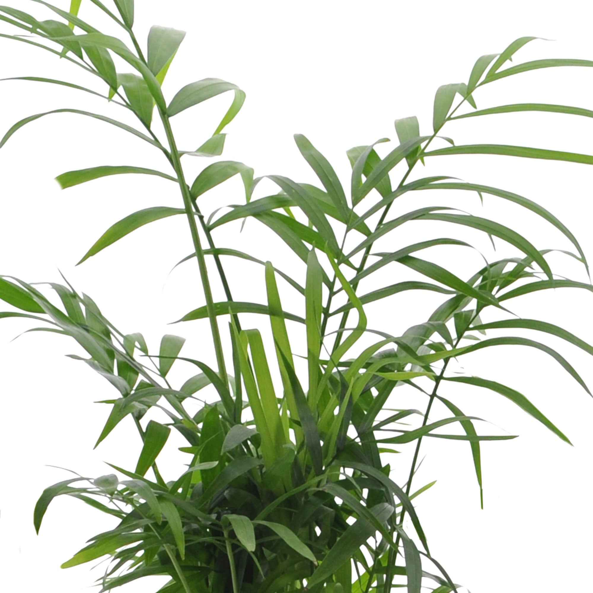 Collection de 4 plantes d'intérieur vertes - Image 4