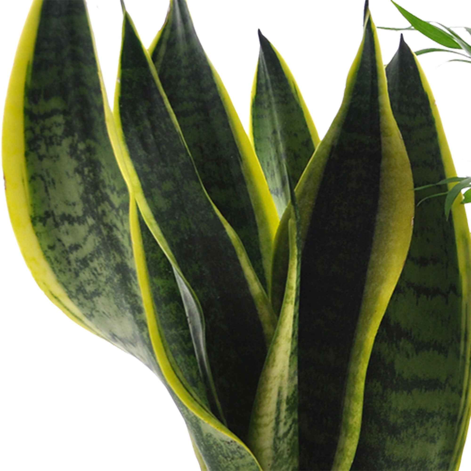 Collection de 4 plantes d'intérieur faciles - Image 3