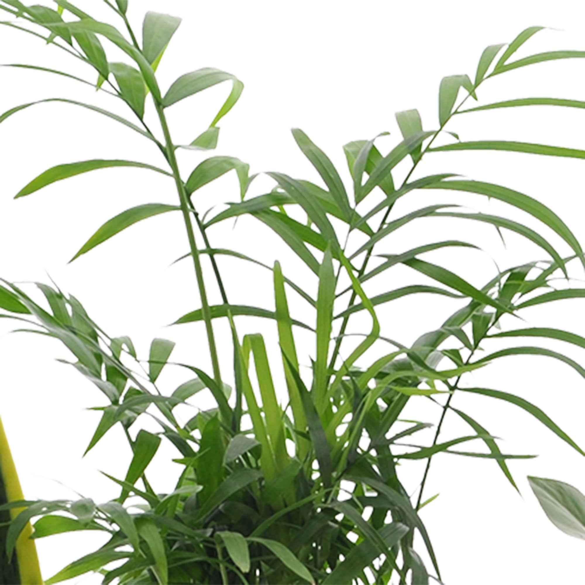 Collection de 4 plantes d'intérieur faciles - Image 4