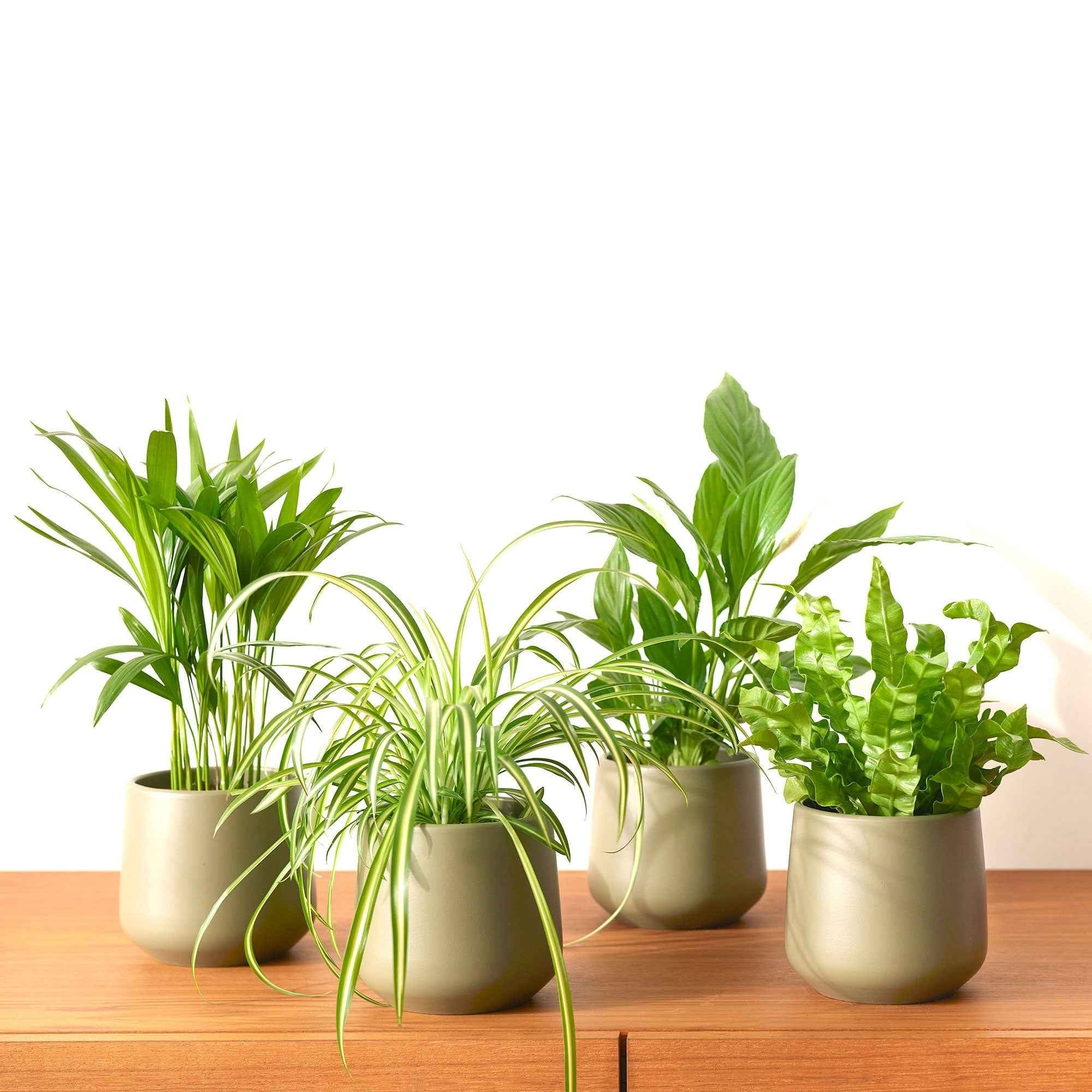 Collection de 4 plantes dépolluantes