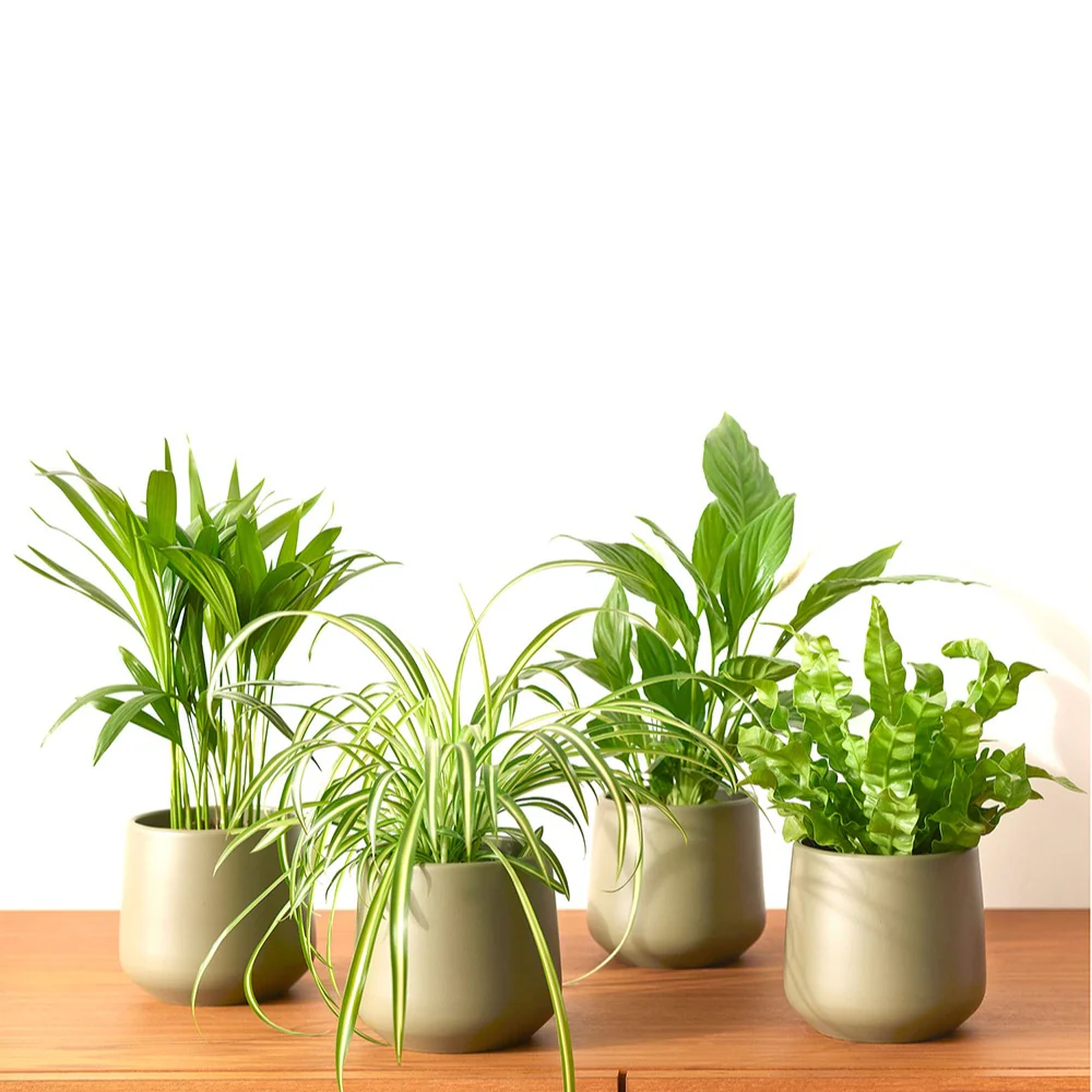 Collection de 4 plantes dépolluantes - Image 2