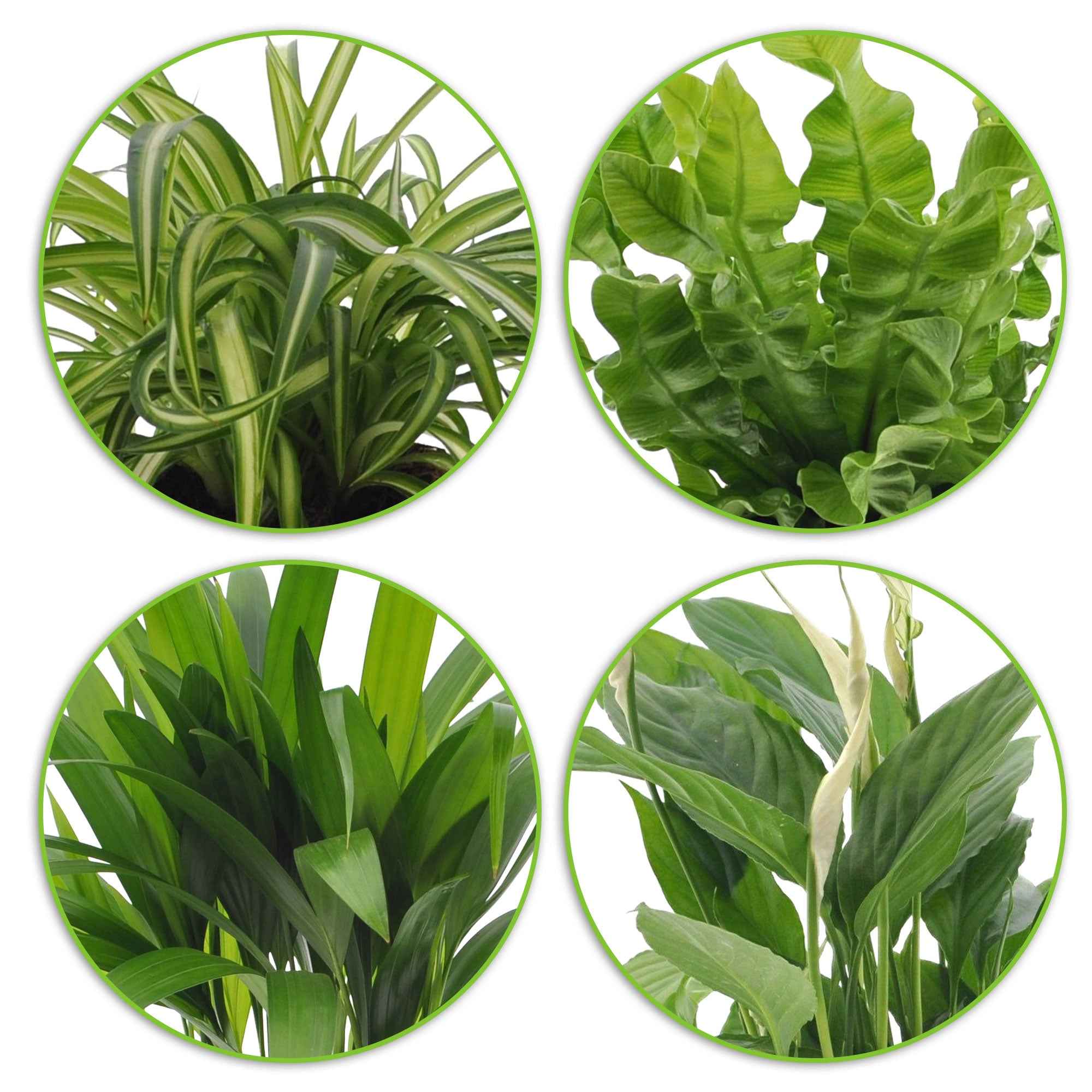 Collection de 4 plantes dépolluantes - Image 3