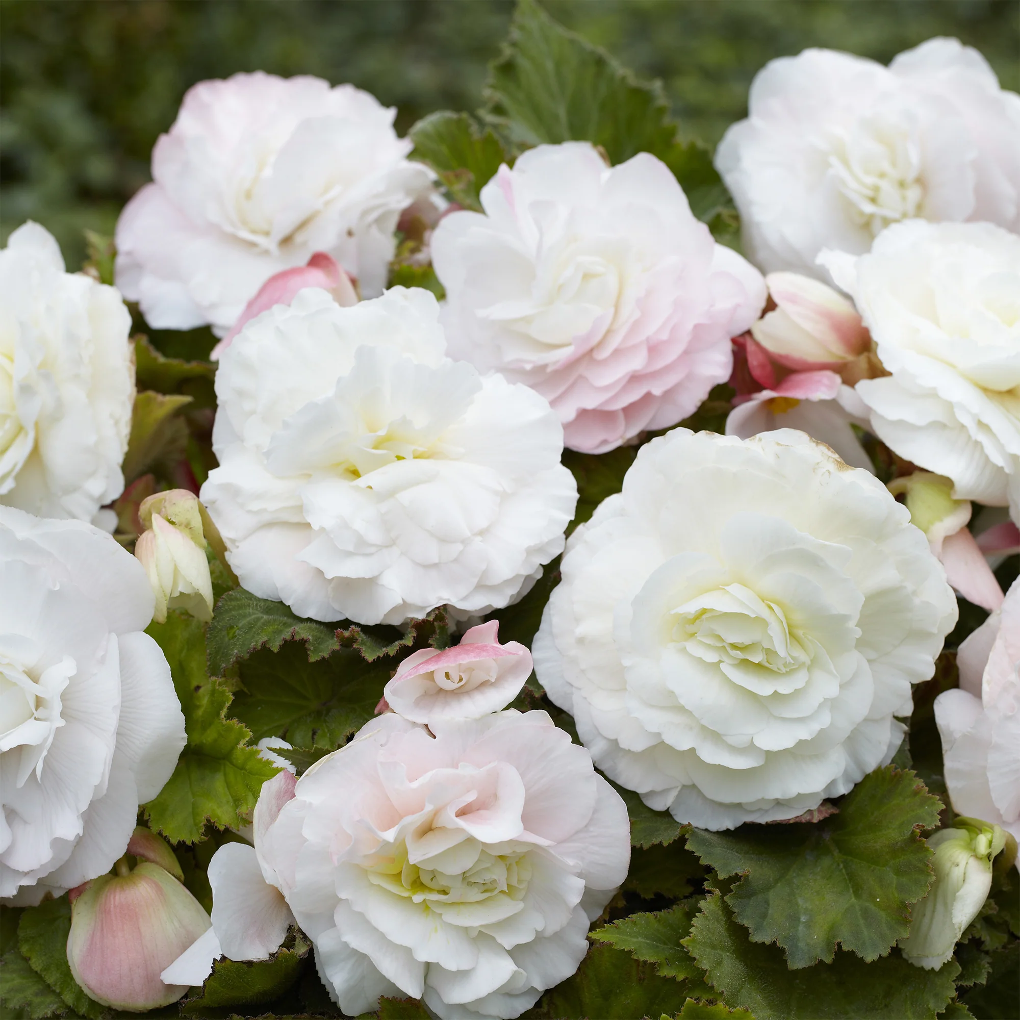 5 Bégonias doubles blancs