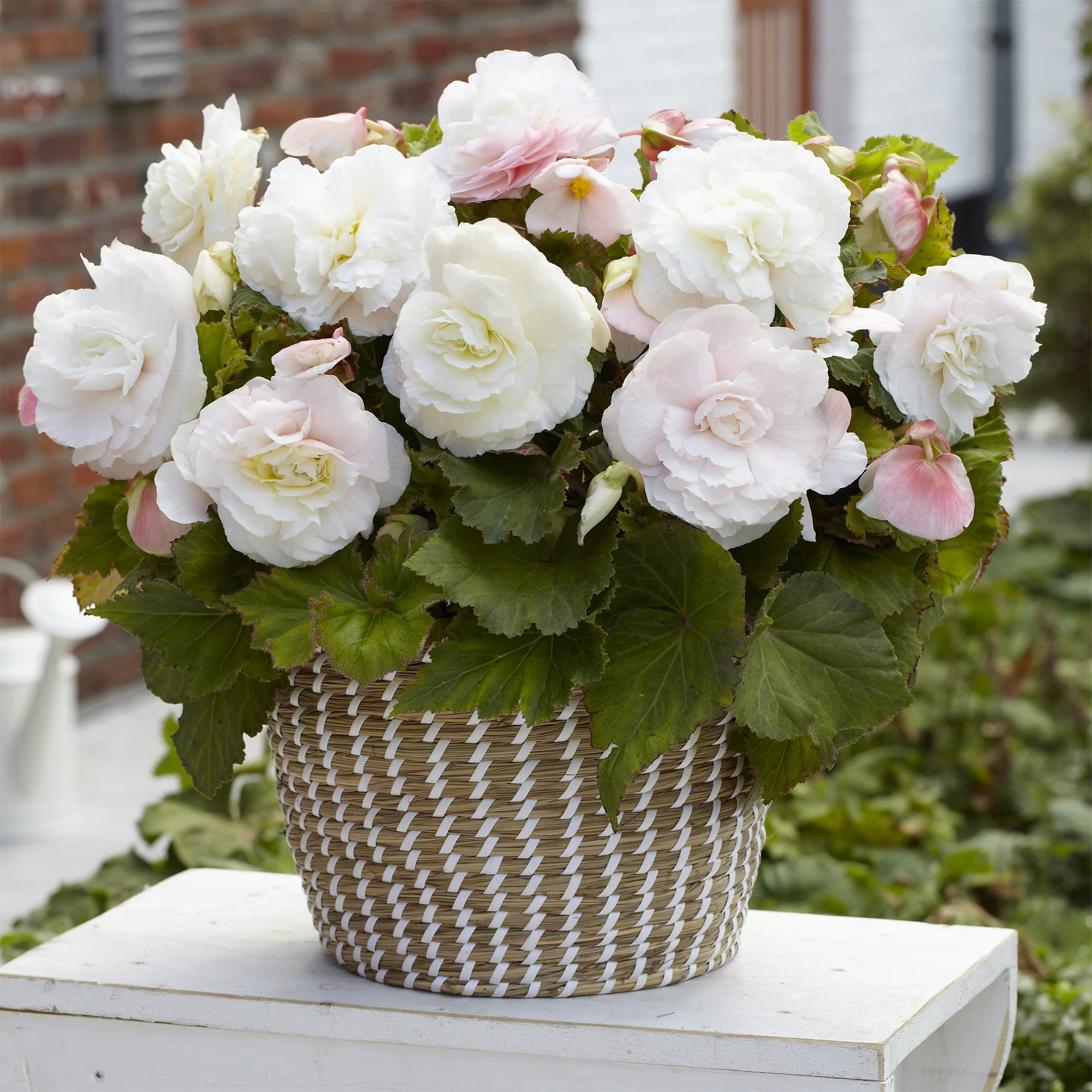 5 Bégonias doubles blancs - Image 2