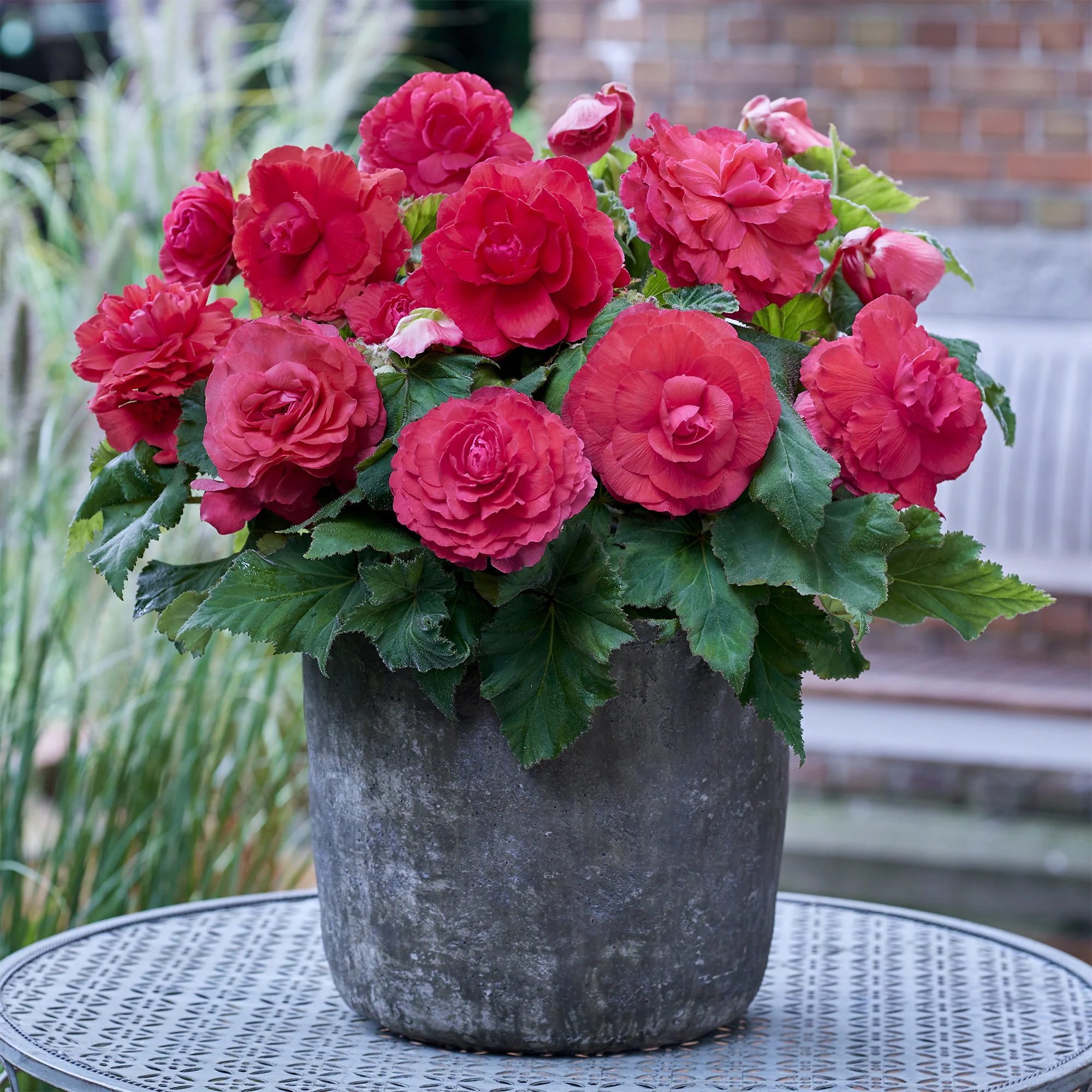 5 Bégonias doubles roses - Image 2