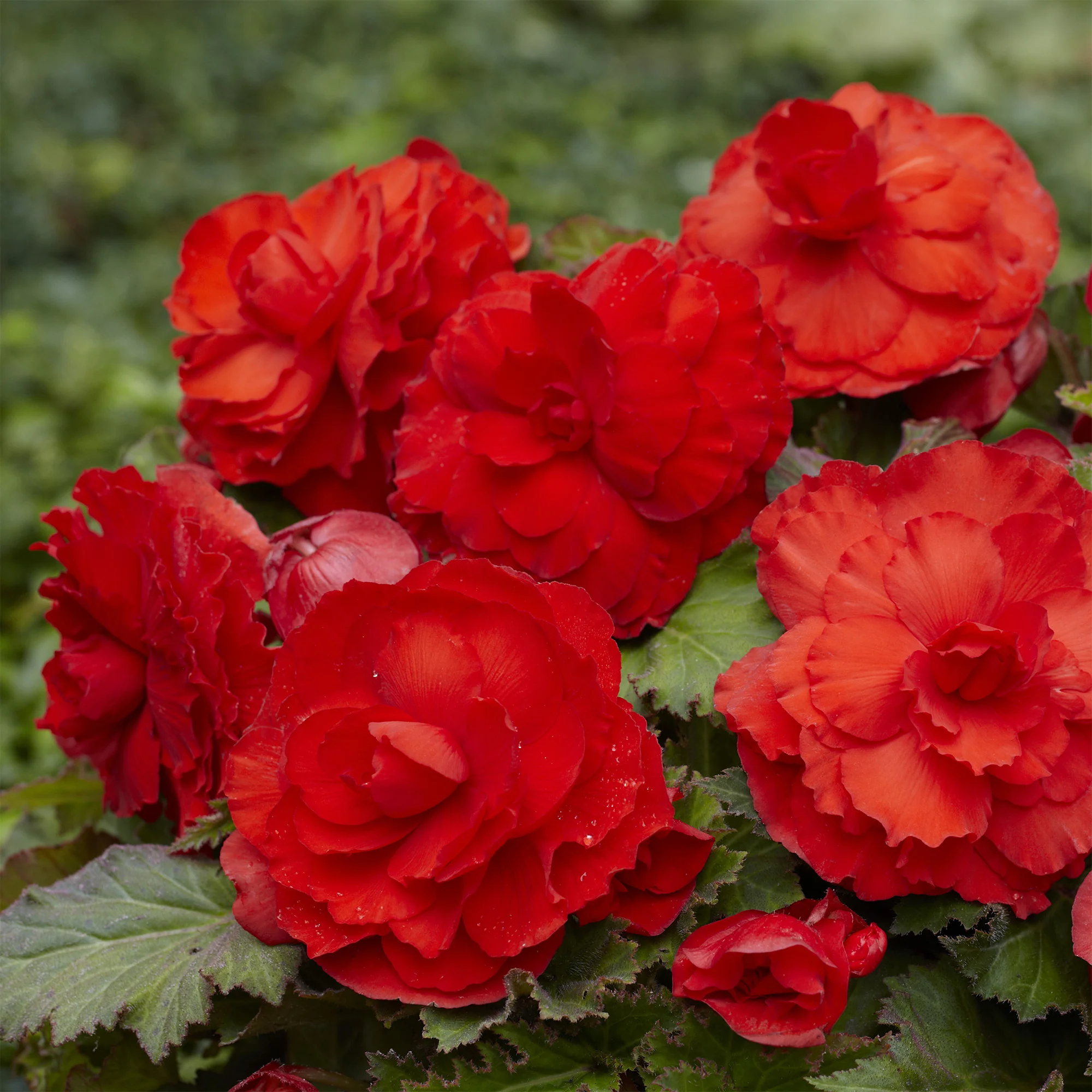 5 Bégonias doubles rouges