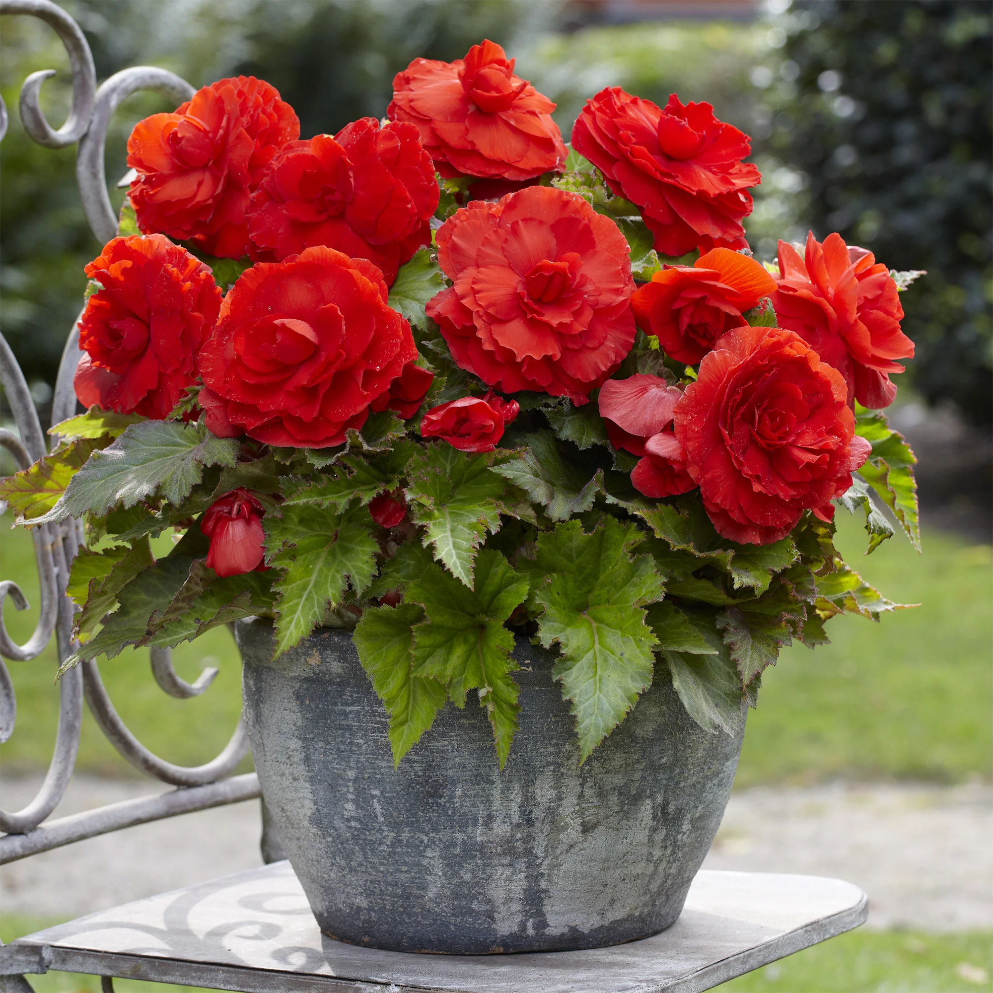 5 Bégonias doubles rouges - Image 2