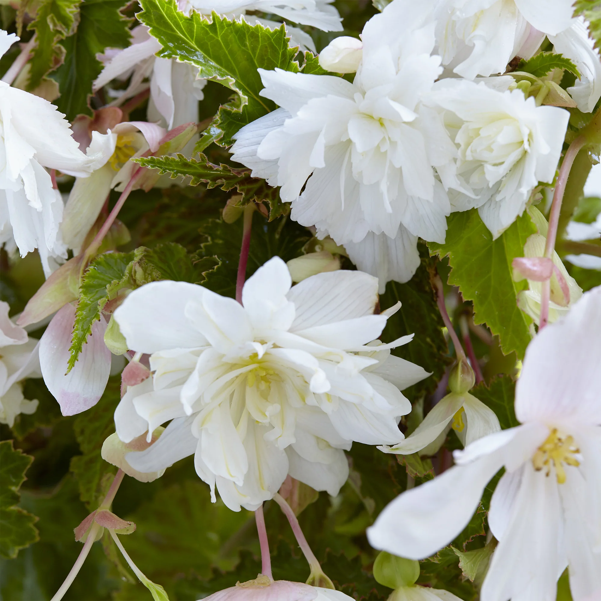 5 Bégonias retombants blancs