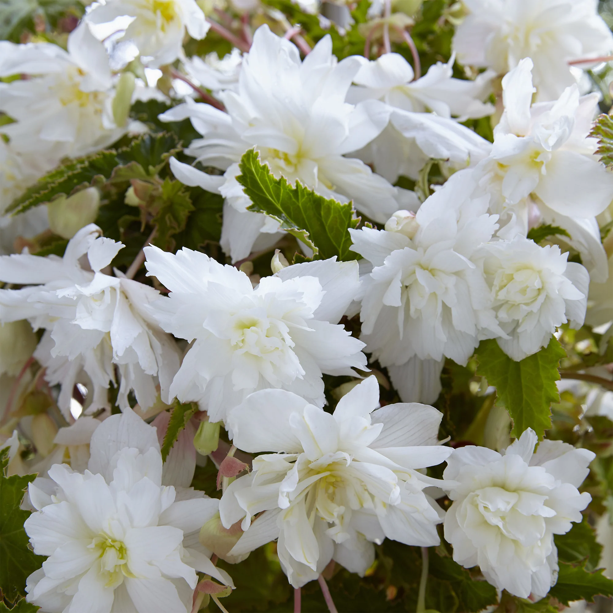 5 Bégonias retombants blancs - Image 2