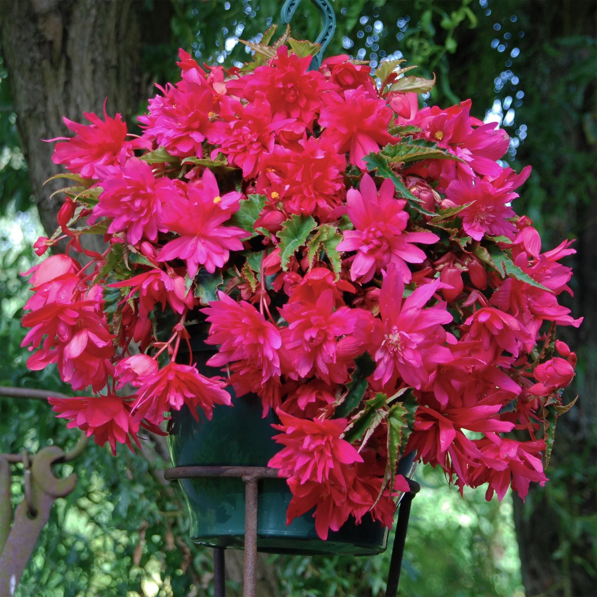 5 Bégonias retombants roses