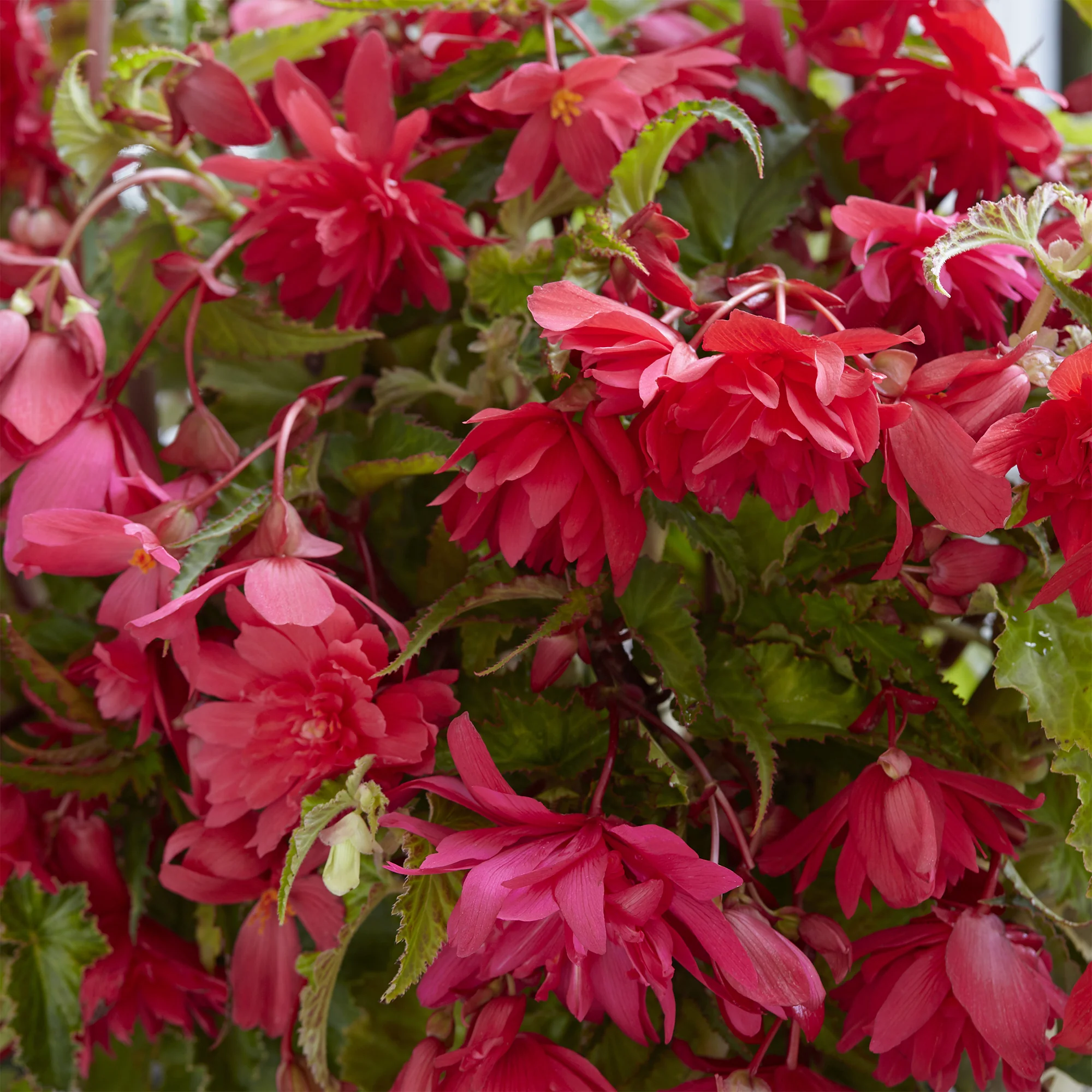 5 Bégonias retombants roses - Image 2
