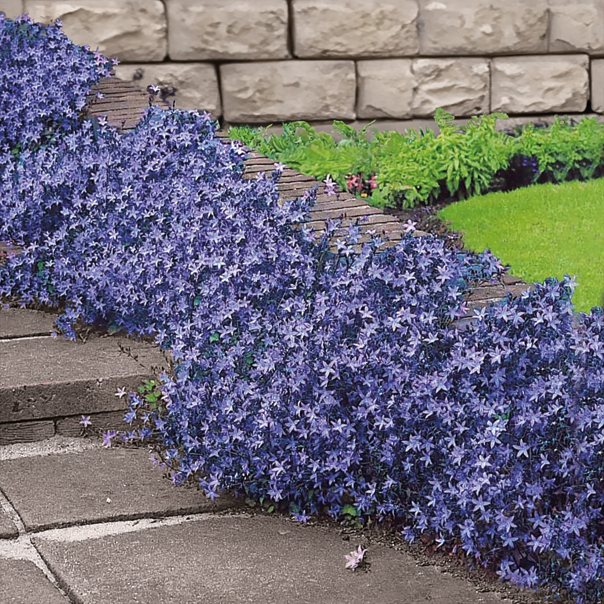 Campanule des murets - Image 2