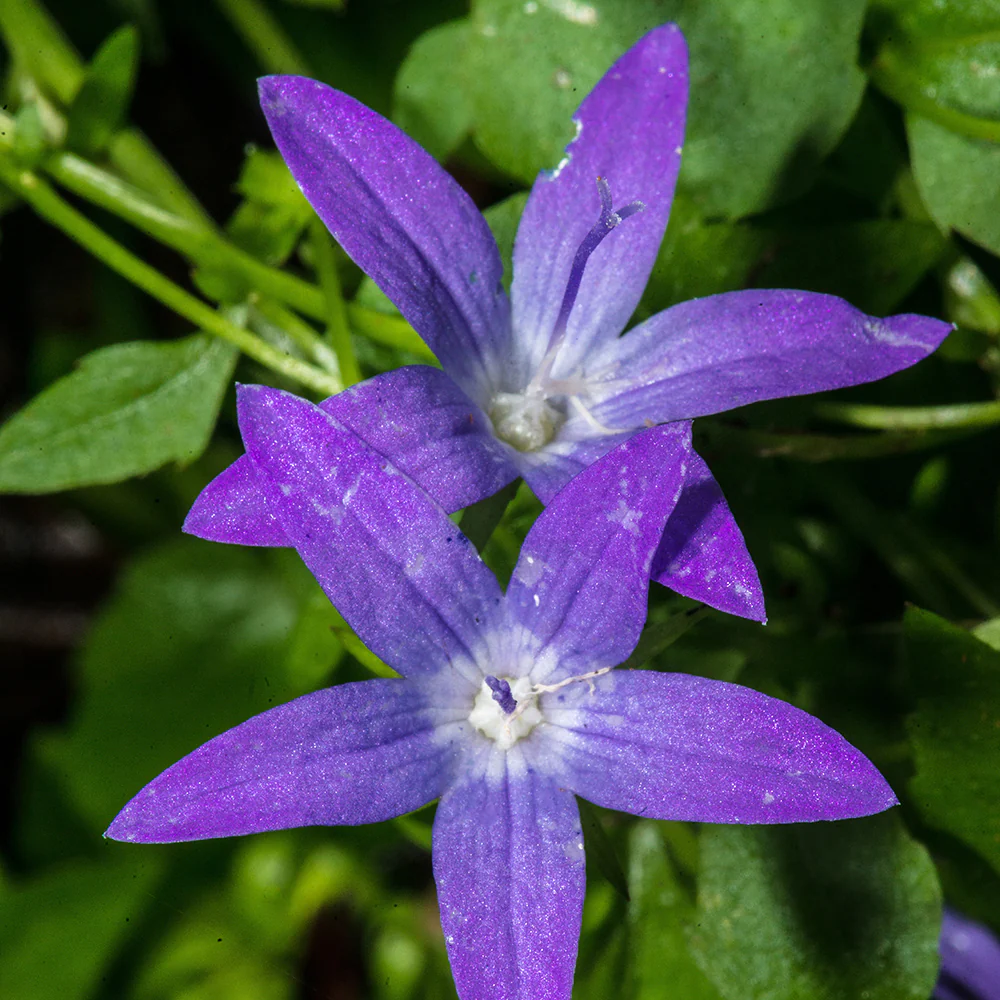 Campanule des murets - Image 3
