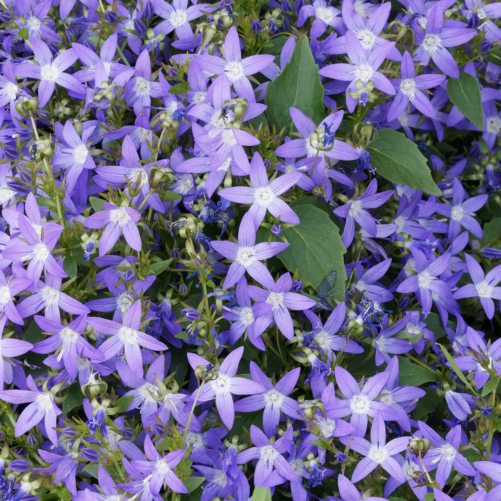 Campanule des murets - Image 4