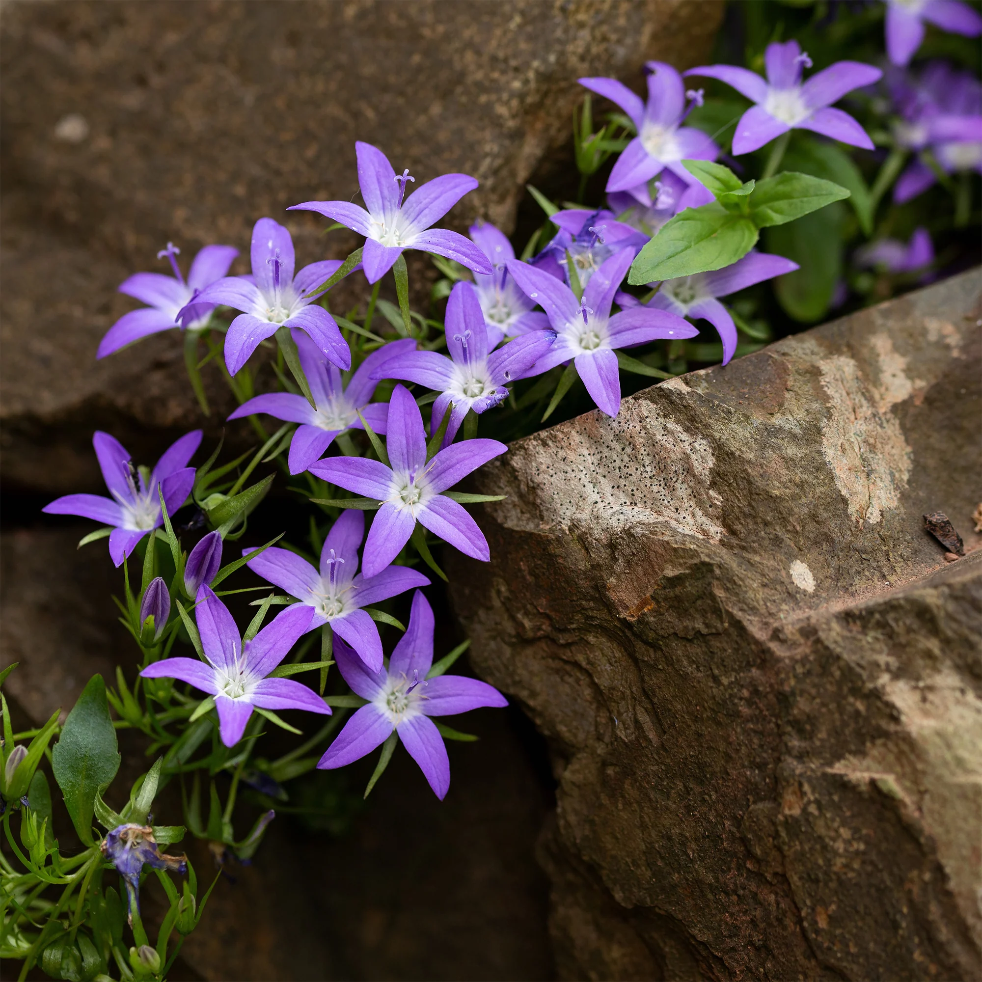 Campanule des murets - Image 5