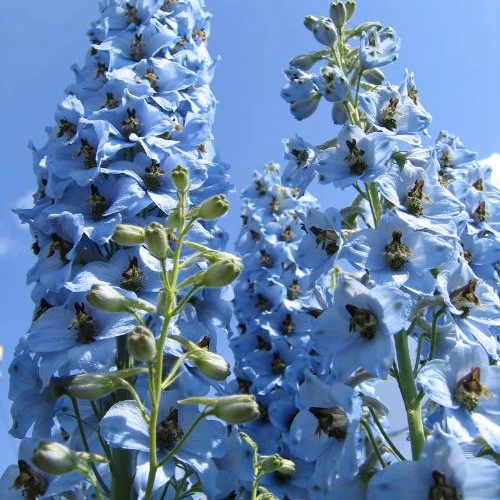 5 Delphiniums Ciel Bleu - Image 3