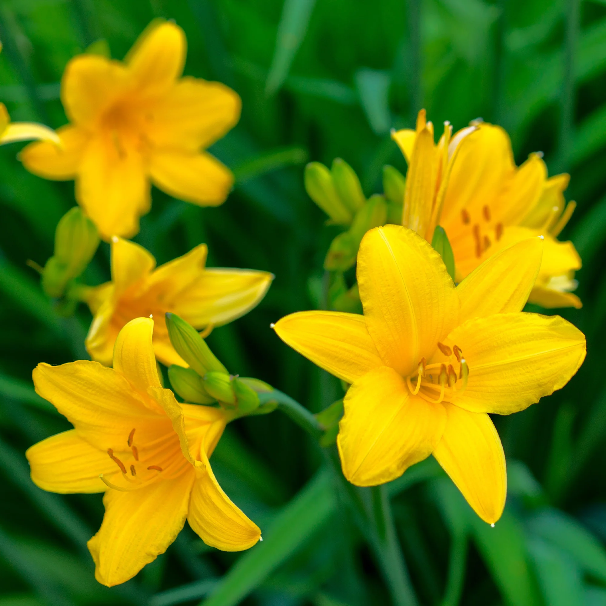5 Lis perpétuels en mélange - Image 4