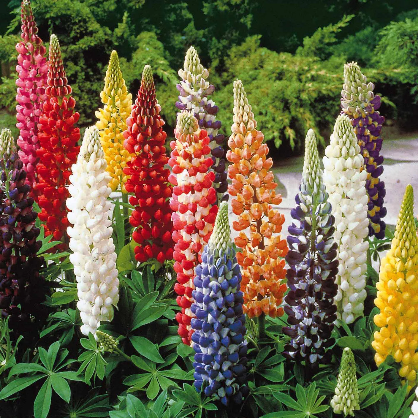 5 Lupin Russell en mélange - Image 3