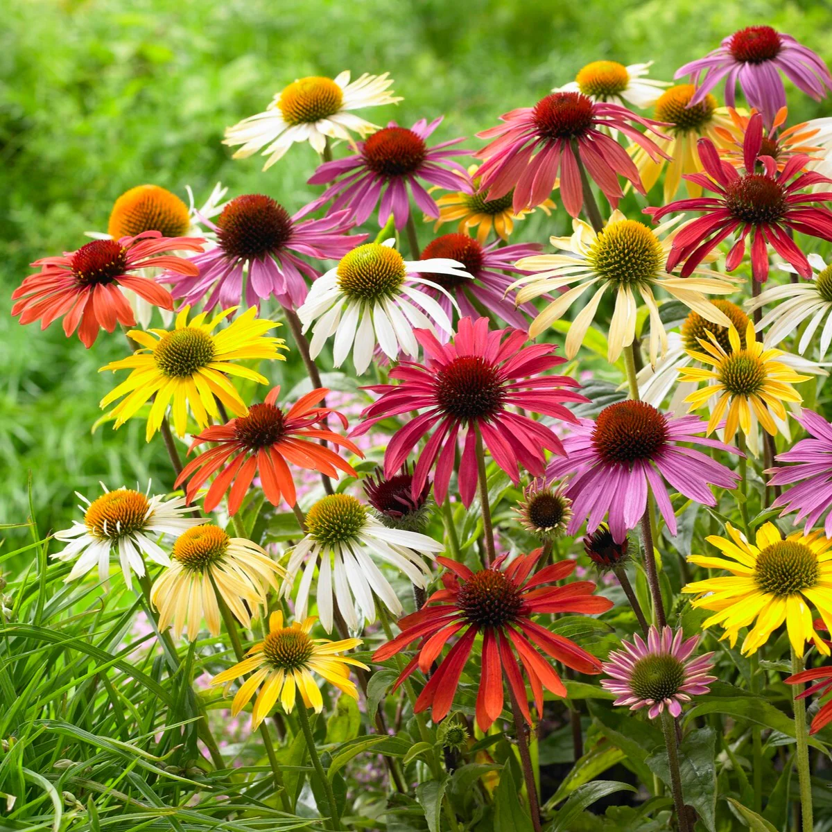 5 Marguerites papillon en mélange