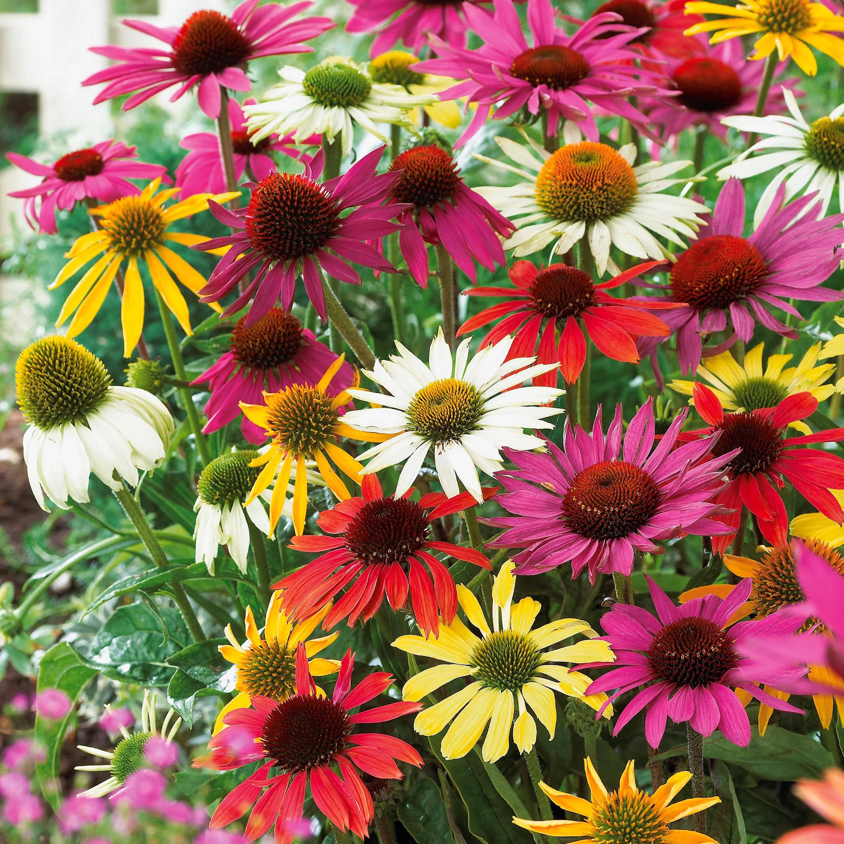 5 Marguerites papillon en mélange - Image 2