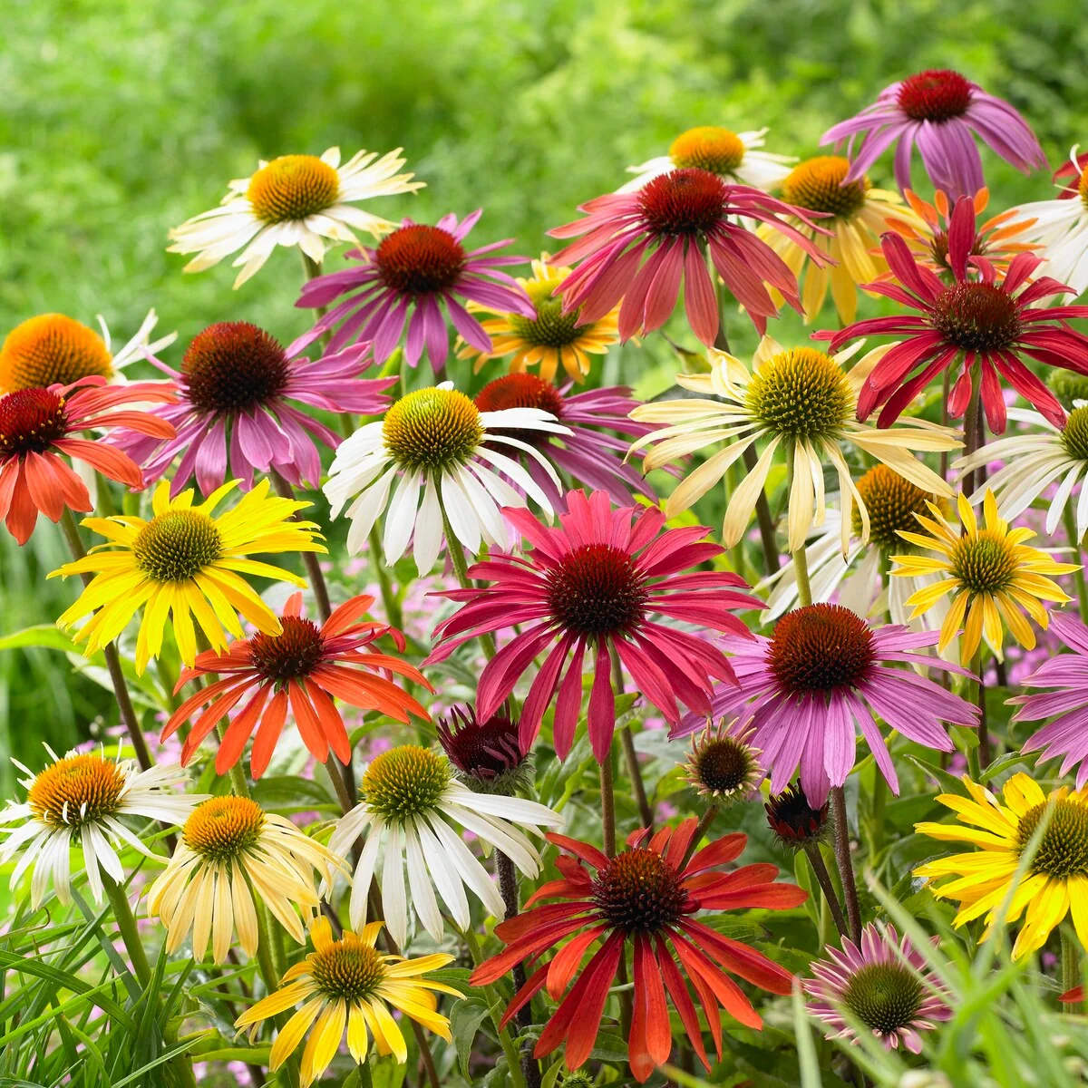 5 Marguerites papillon en mélange - Image 3