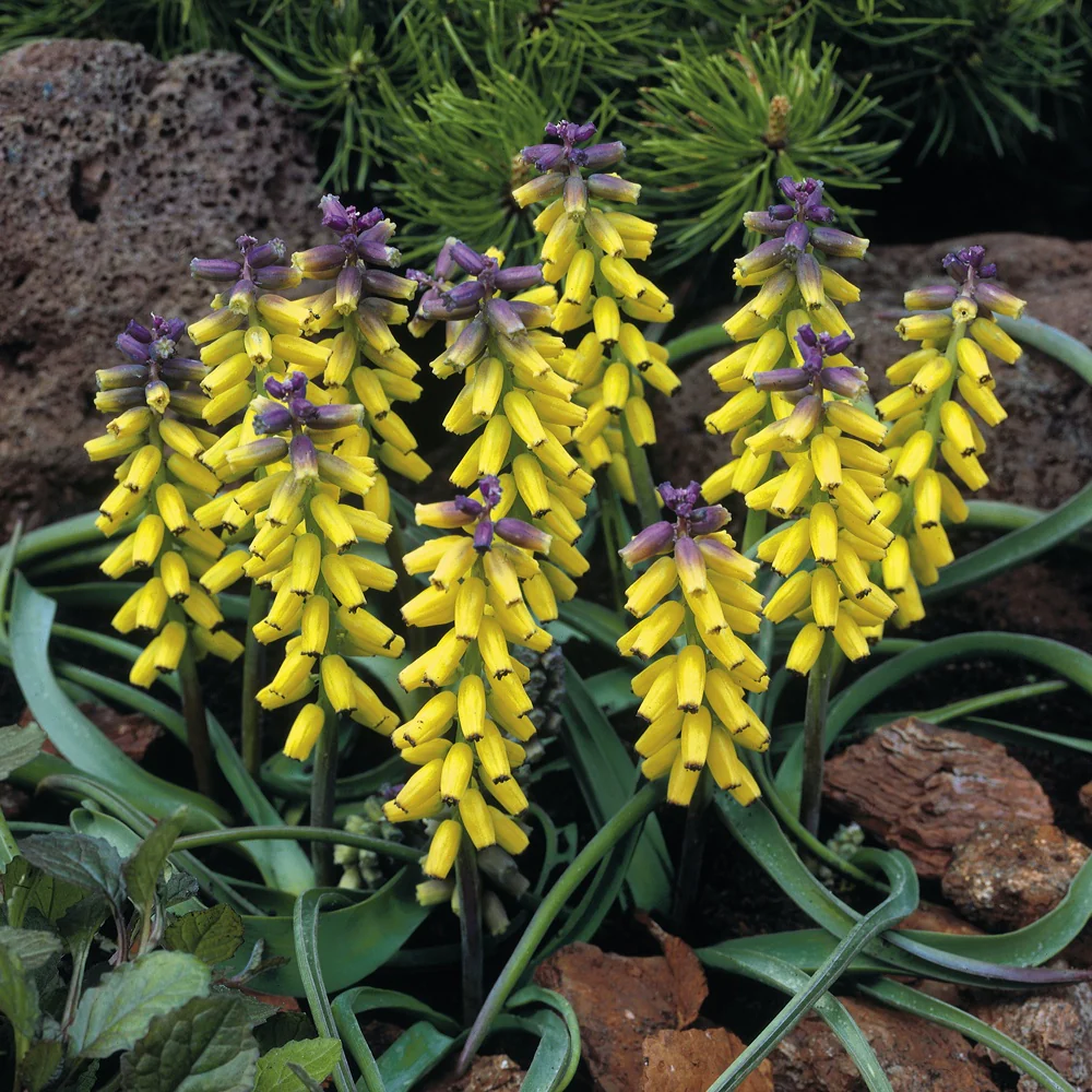 5 Muscaris jaune Golden Fragrance