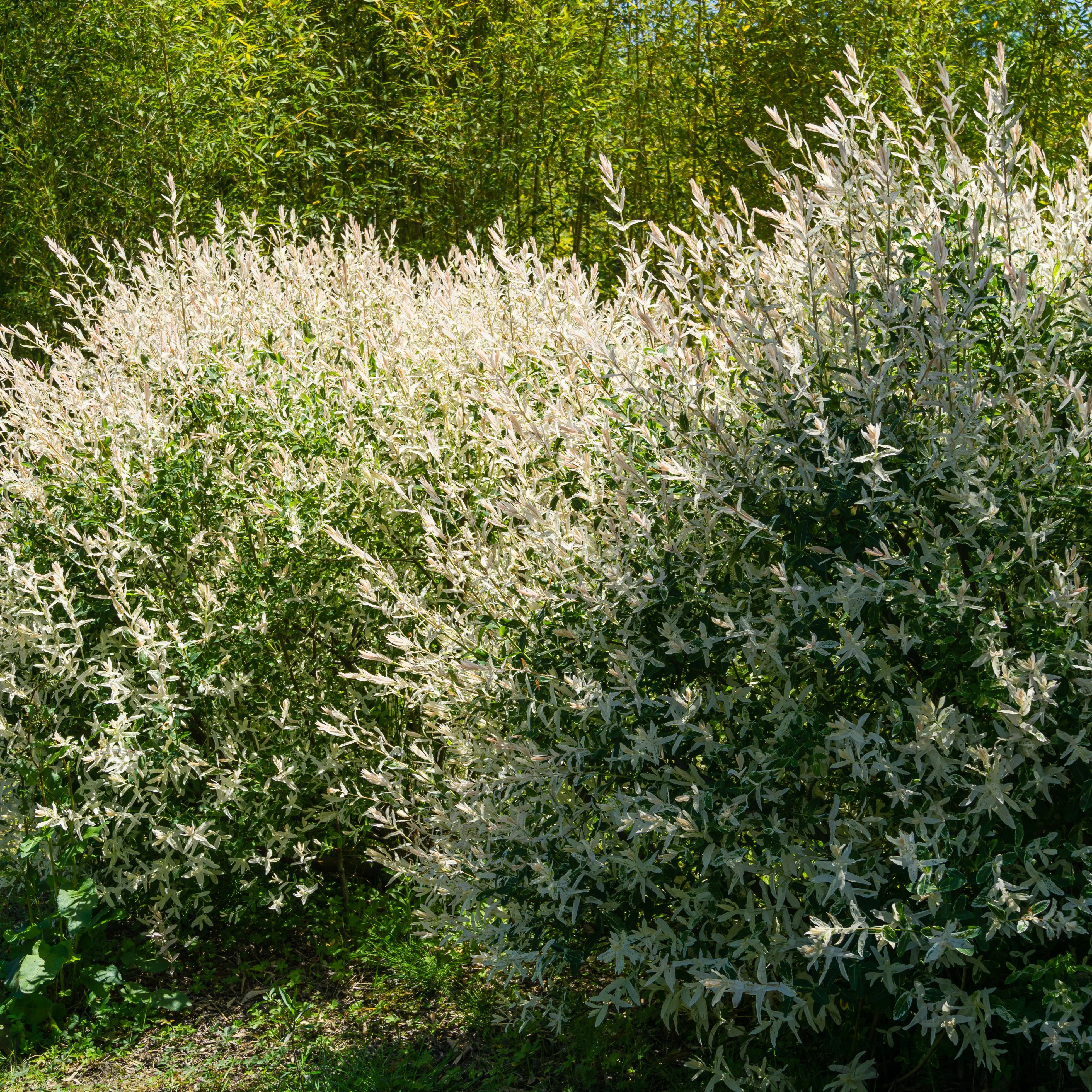 5 saules crevette - Haie de 3m linéaire - Image 5