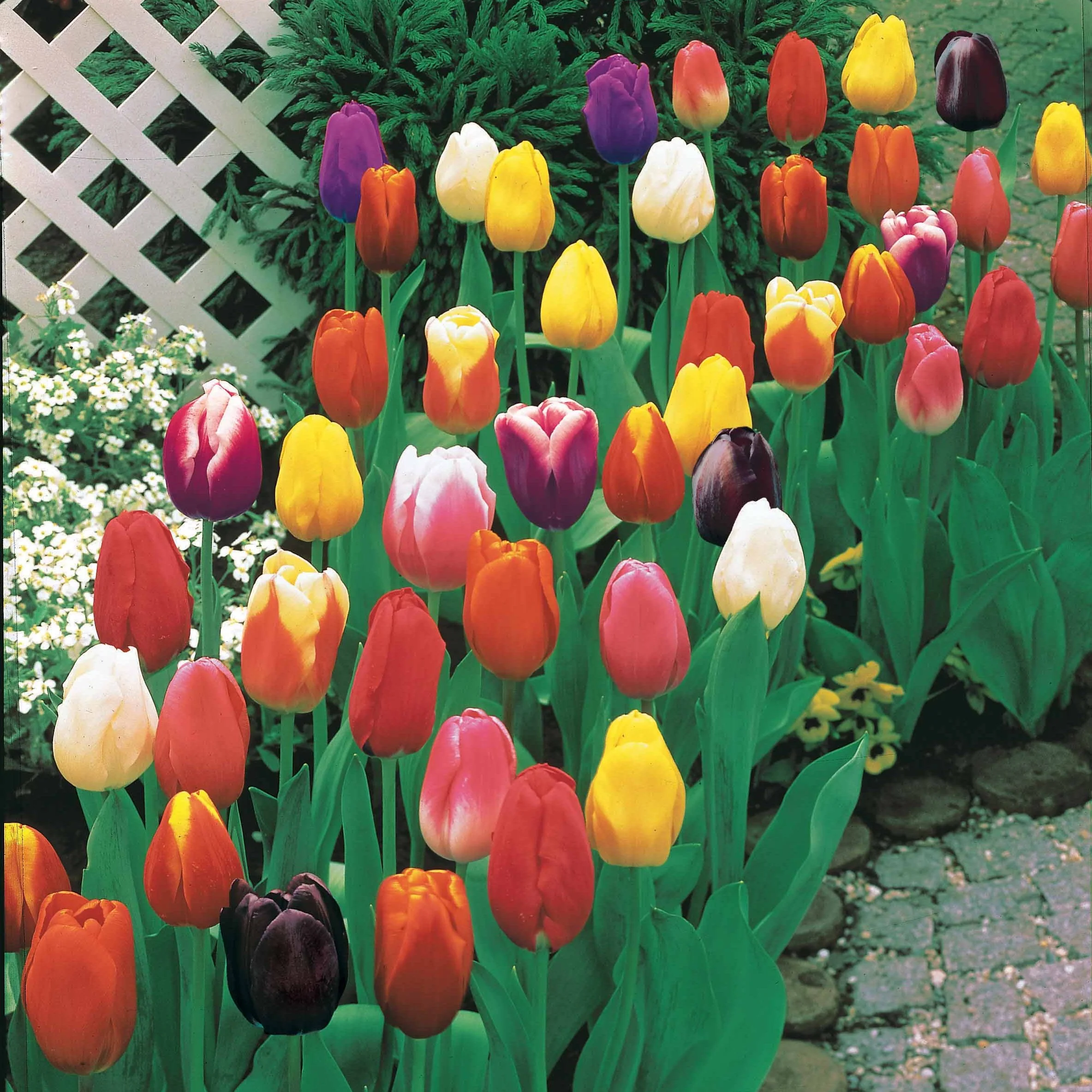 50 Tulipes à longues tiges en mélange - Image 2
