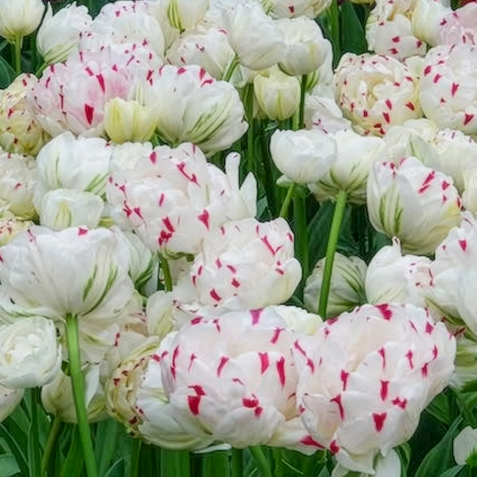 7 Tulipes double Dance line - Image 4