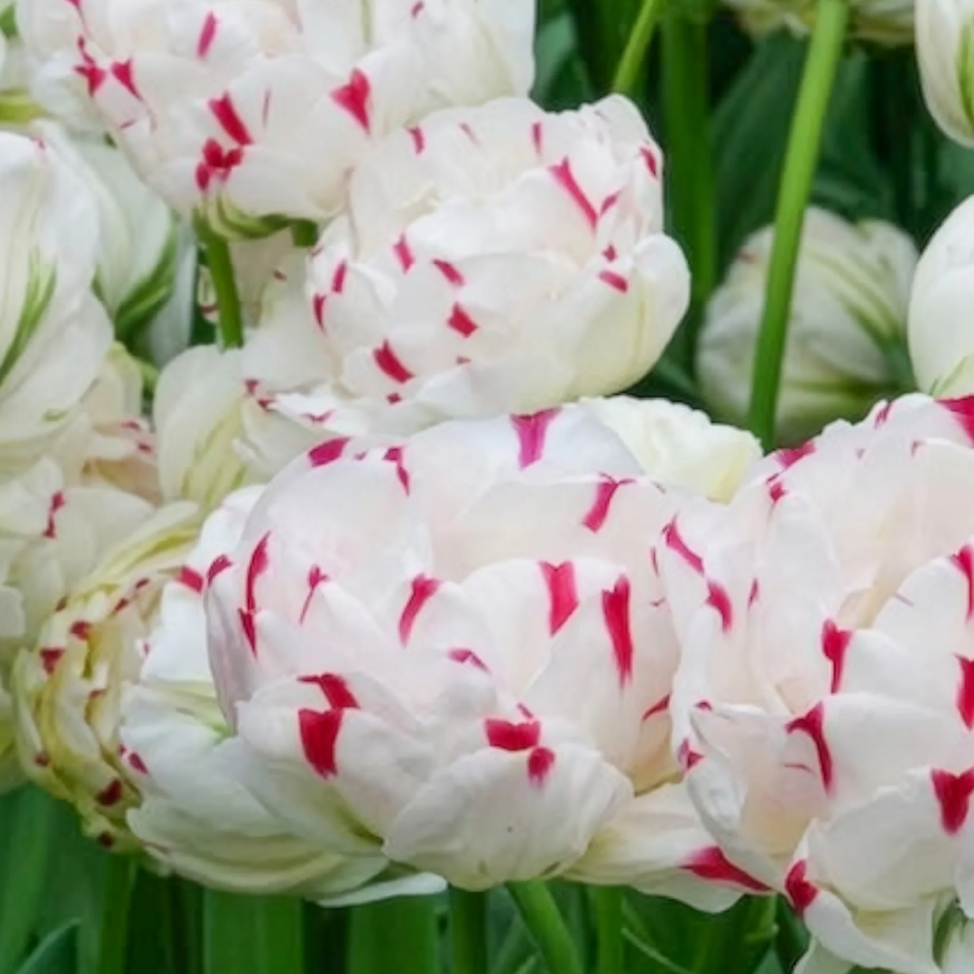 7 Tulipes double Dance line - Image 5