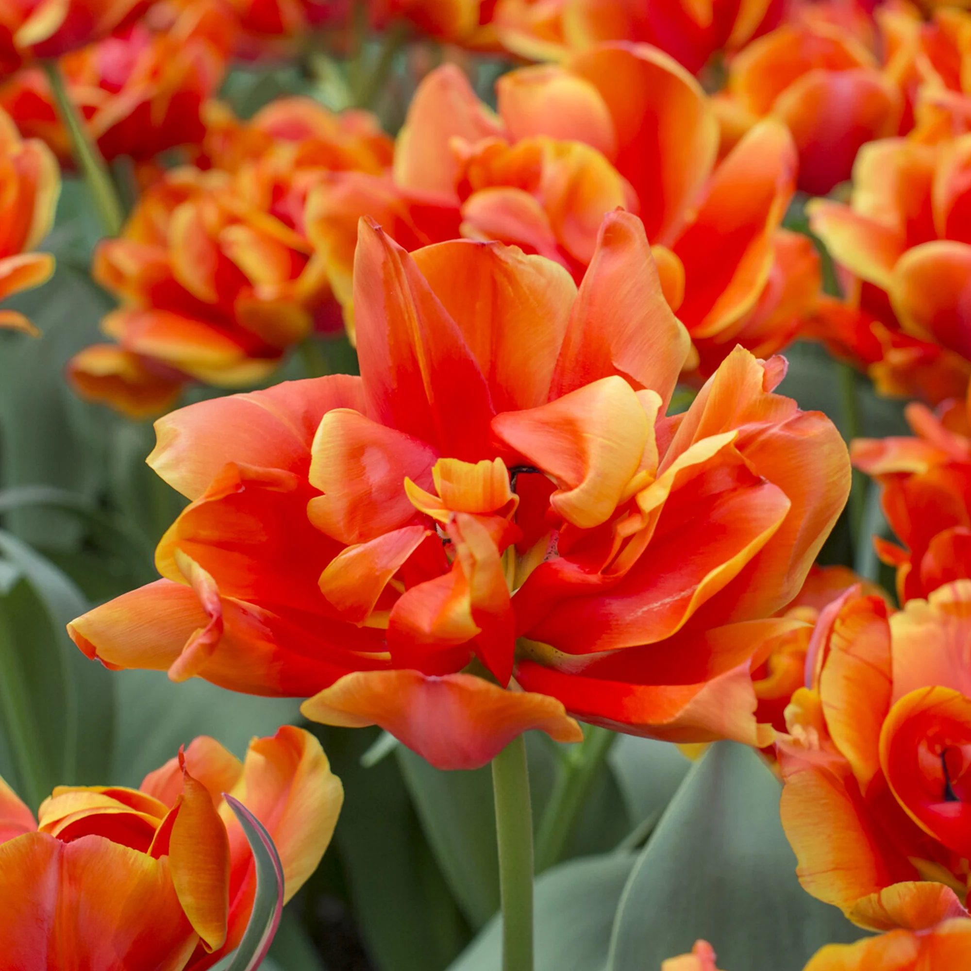 7 Tulipes doubles  Queensday