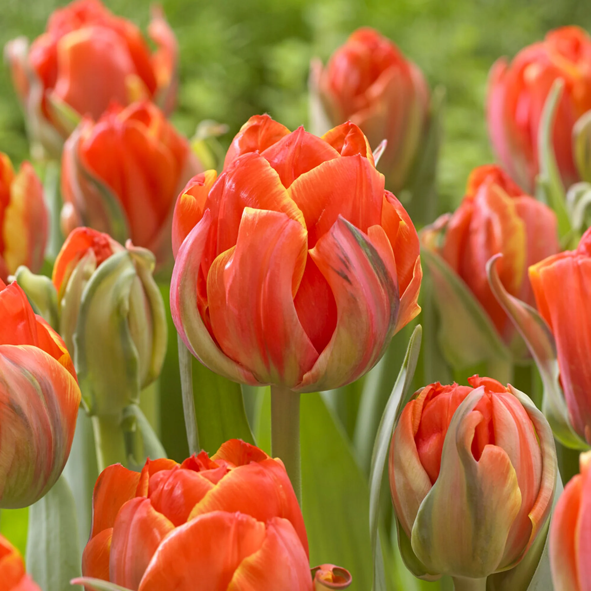 7 Tulipes doubles  Queensday - Image 2