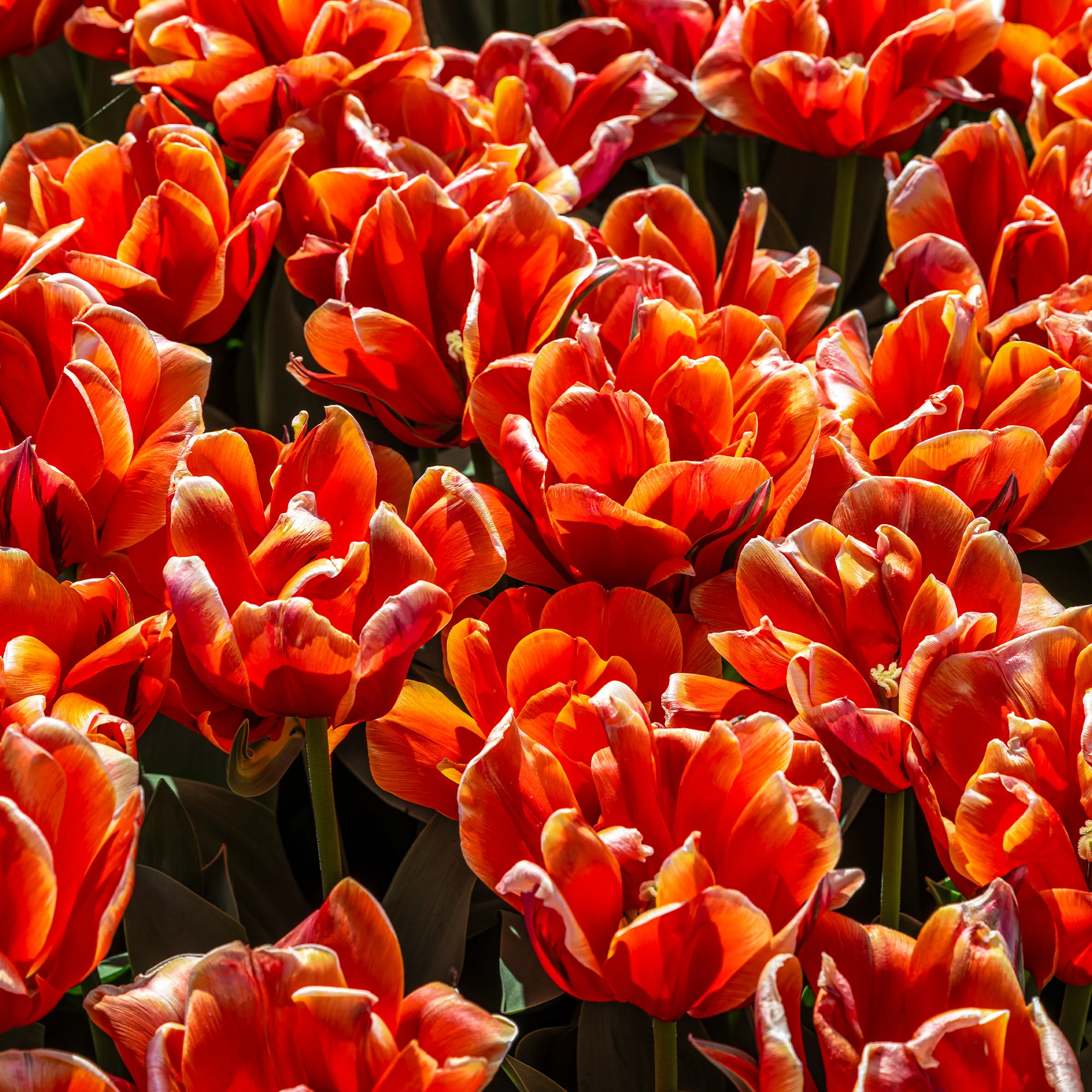7 Tulipes doubles  Queensday - Image 3