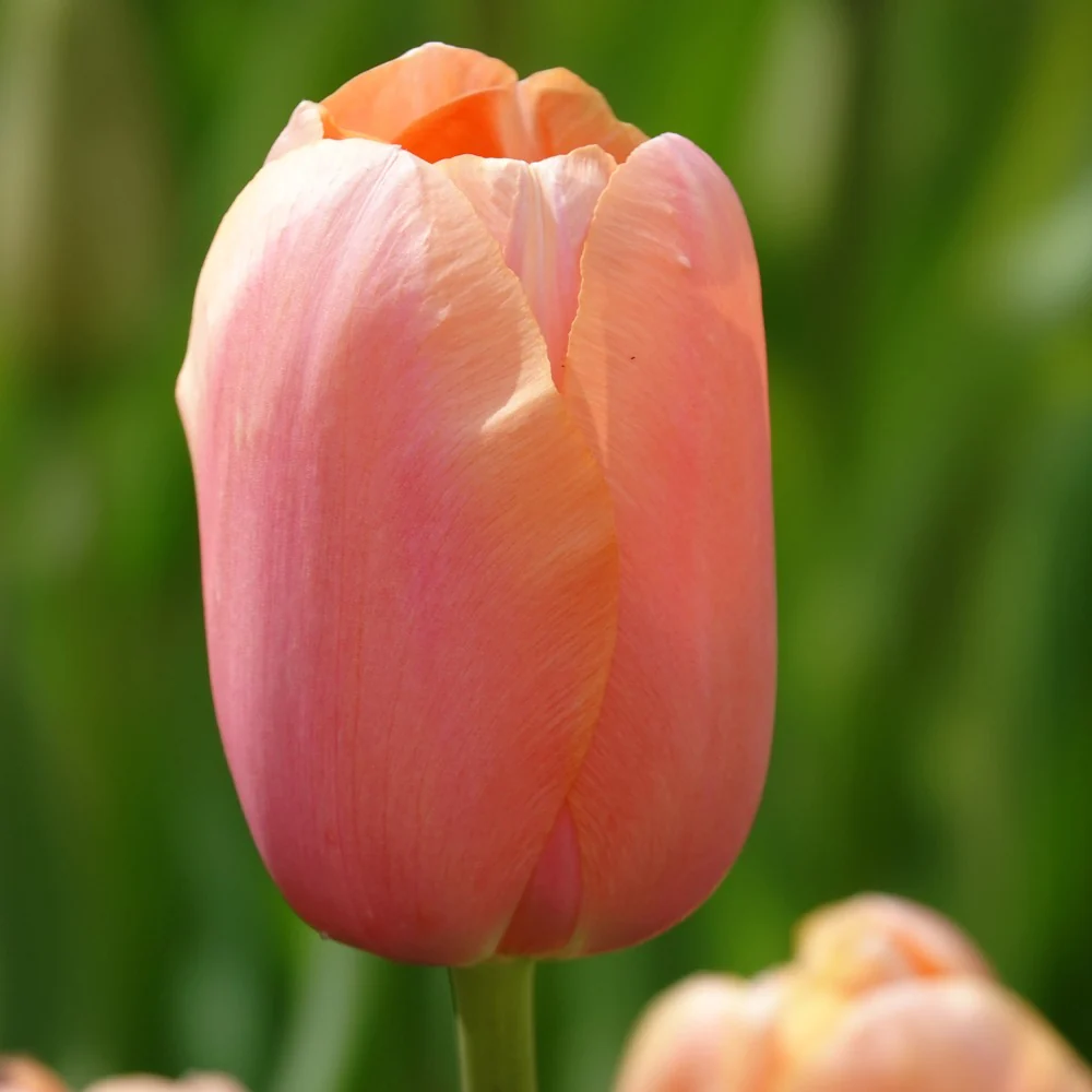 7 Tulipes Menton - Image 2