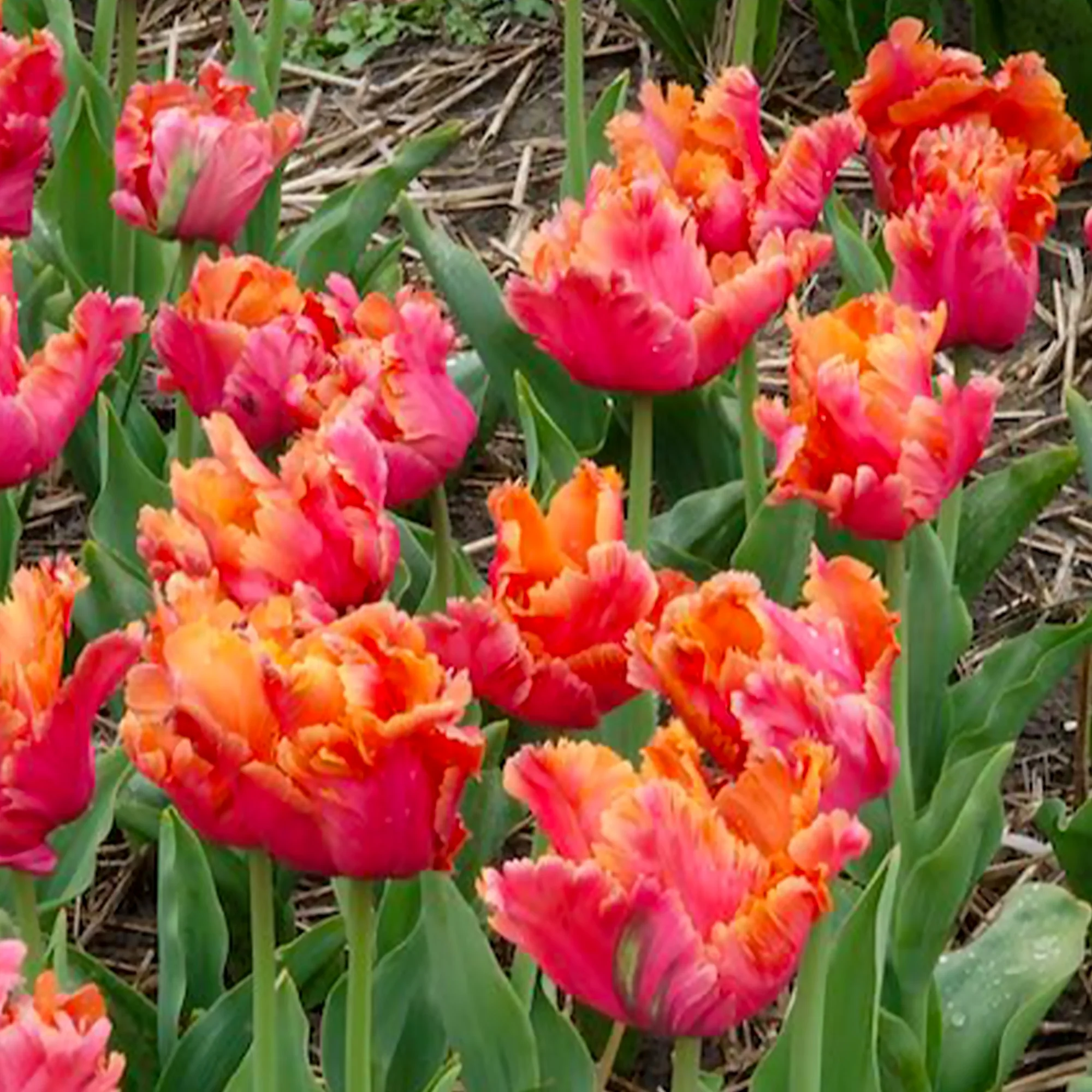 7 Tulipes perroquets Amazing Parrot - Image 10