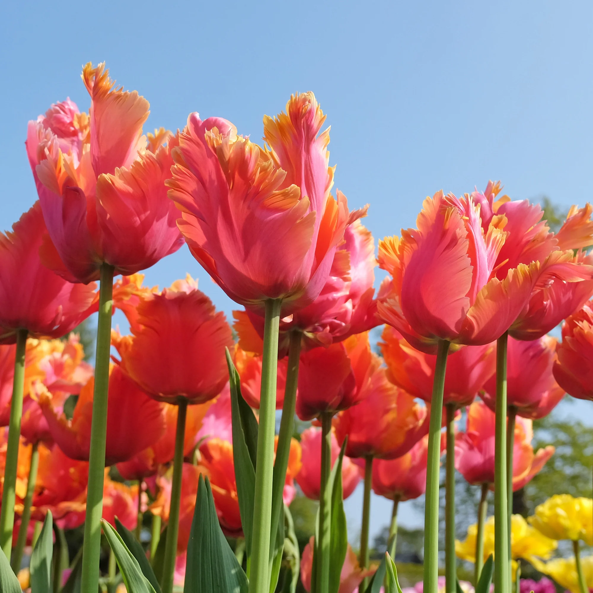 7 Tulipes perroquets Amazing Parrot - Image 3